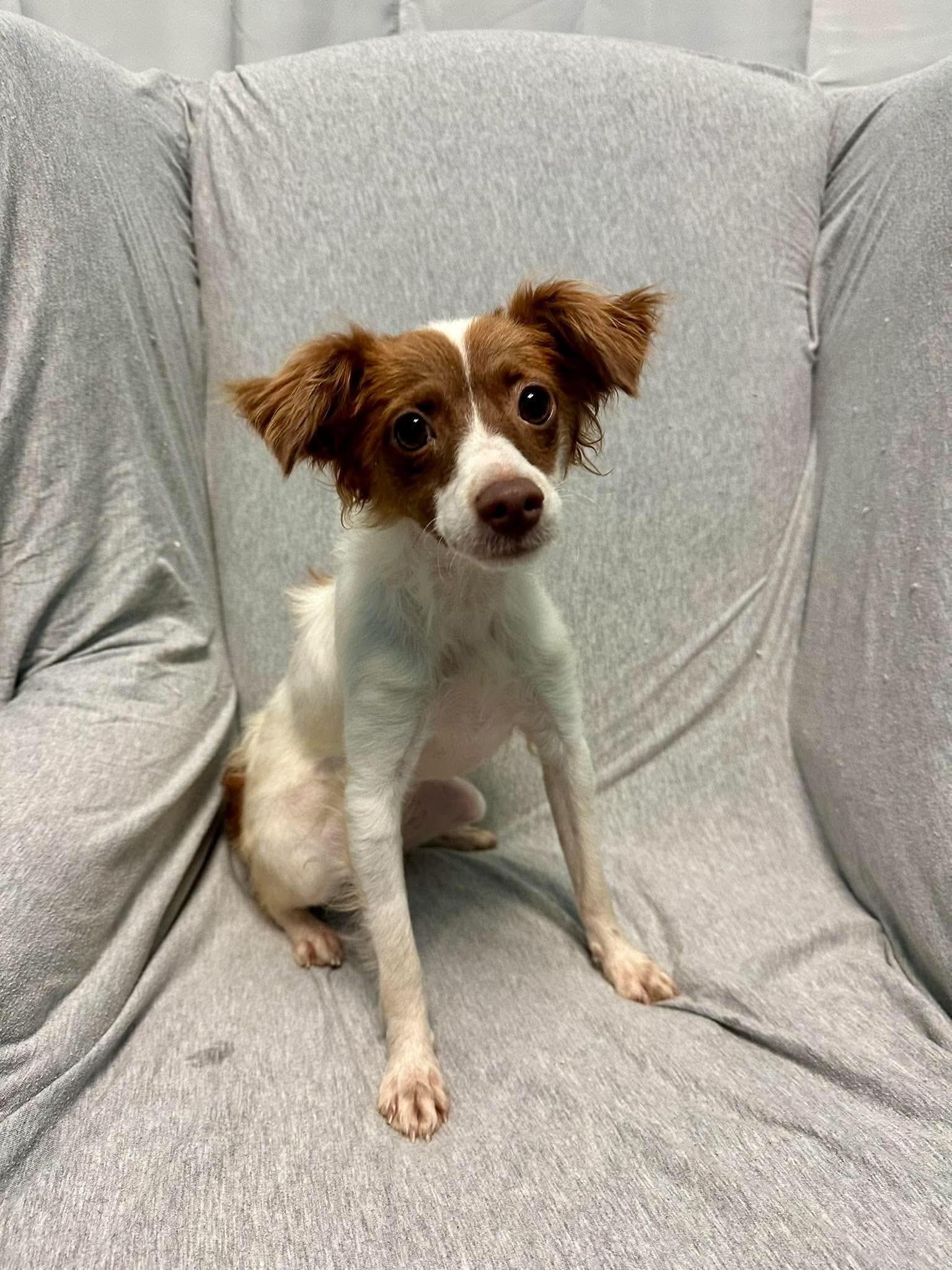 Enlarge Brittany, a Adopted mixed breed in Walker, LA image 3/4