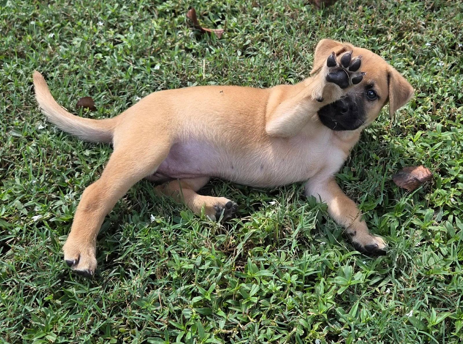 Polly, Adoptable, Puppy Female Boxer & Rhodesian Ridgeback.