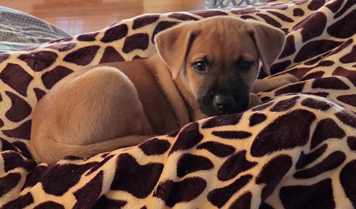 Enlarge Polly, a Adoptable mixed breed in Holly Springs, NC image 2/3