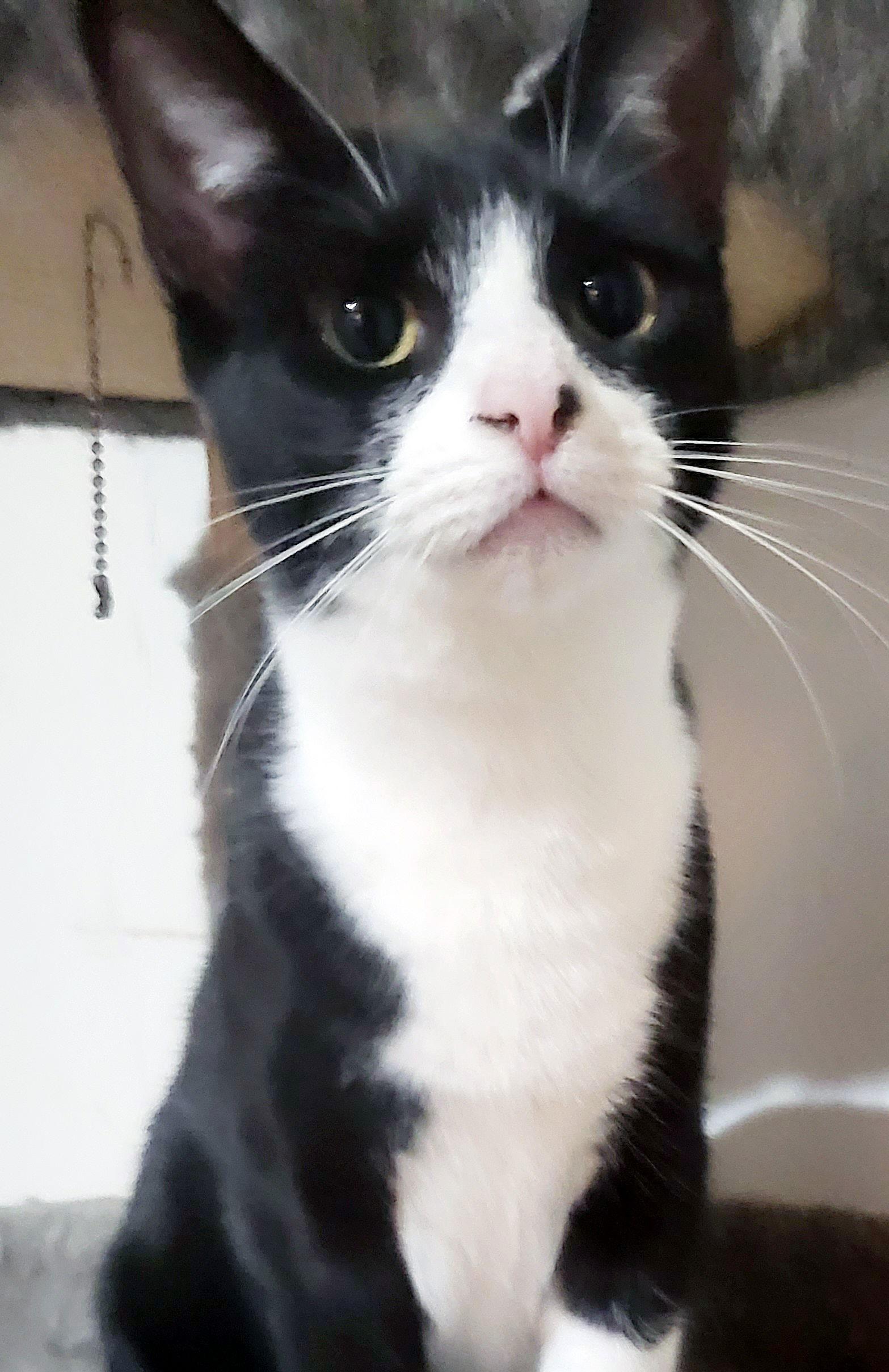 Jolene, Adoptable, Adult Female Domestic Short Hair.