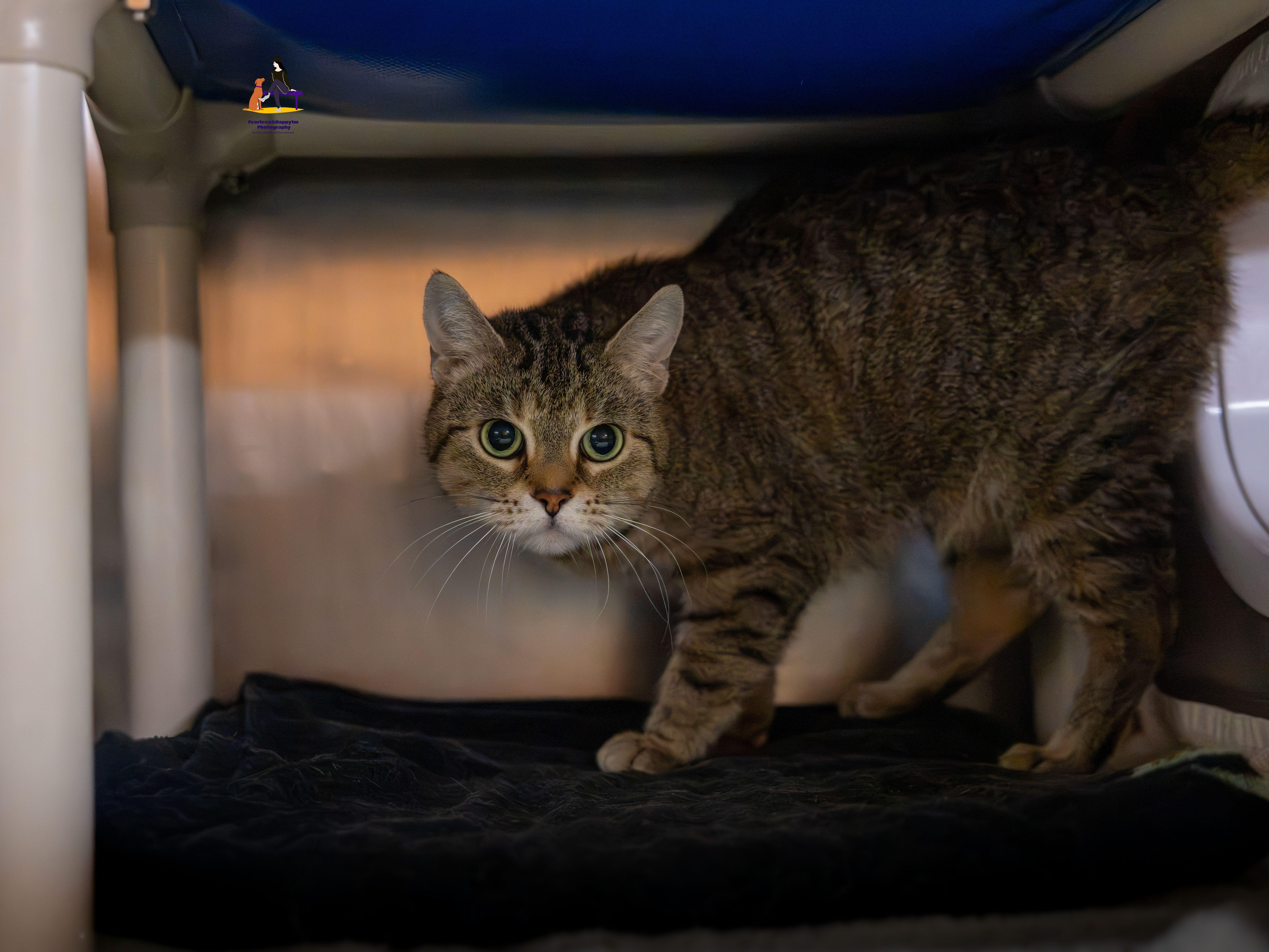 Enlarge Keola, a Adoptable Domestic Short Hair in Hamilton, ON image 5/6