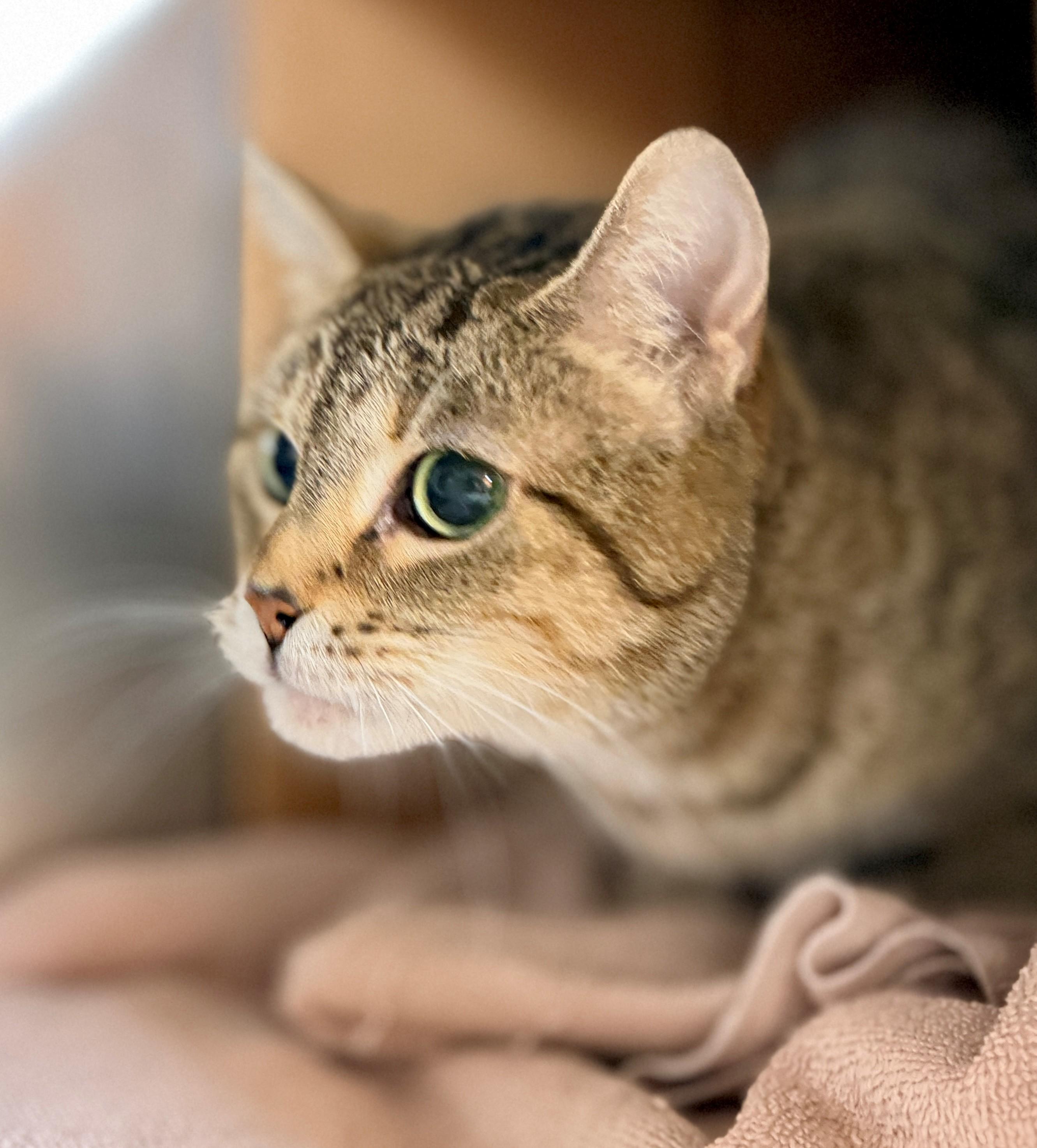 Enlarge Keola, a Adoptable Domestic Short Hair in Hamilton, ON image 3/6