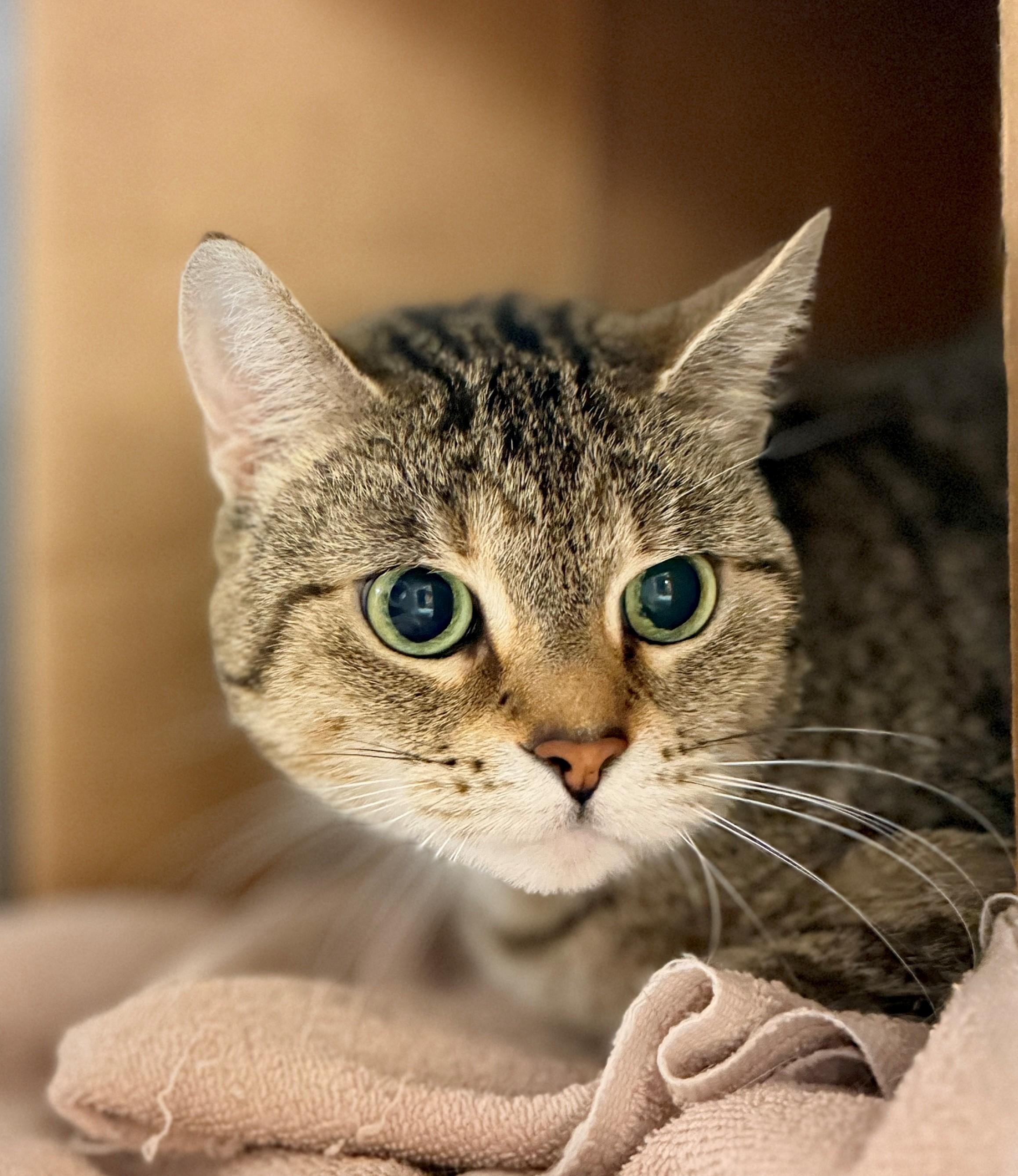 Enlarge Keola, a Adoptable Domestic Short Hair in Hamilton, ON image 2/6