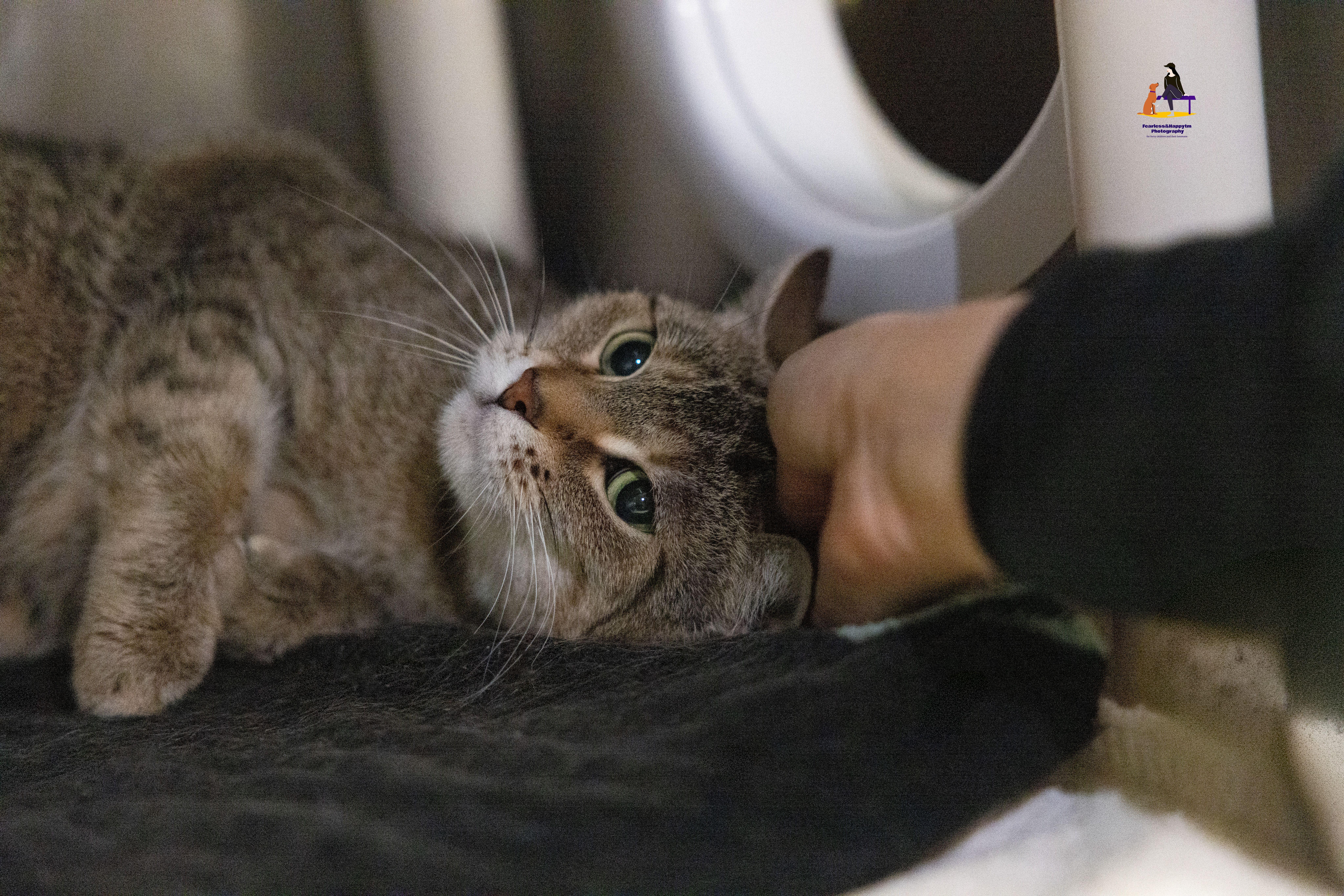 Keola, Adoptable, Adult Female Domestic Short Hair.