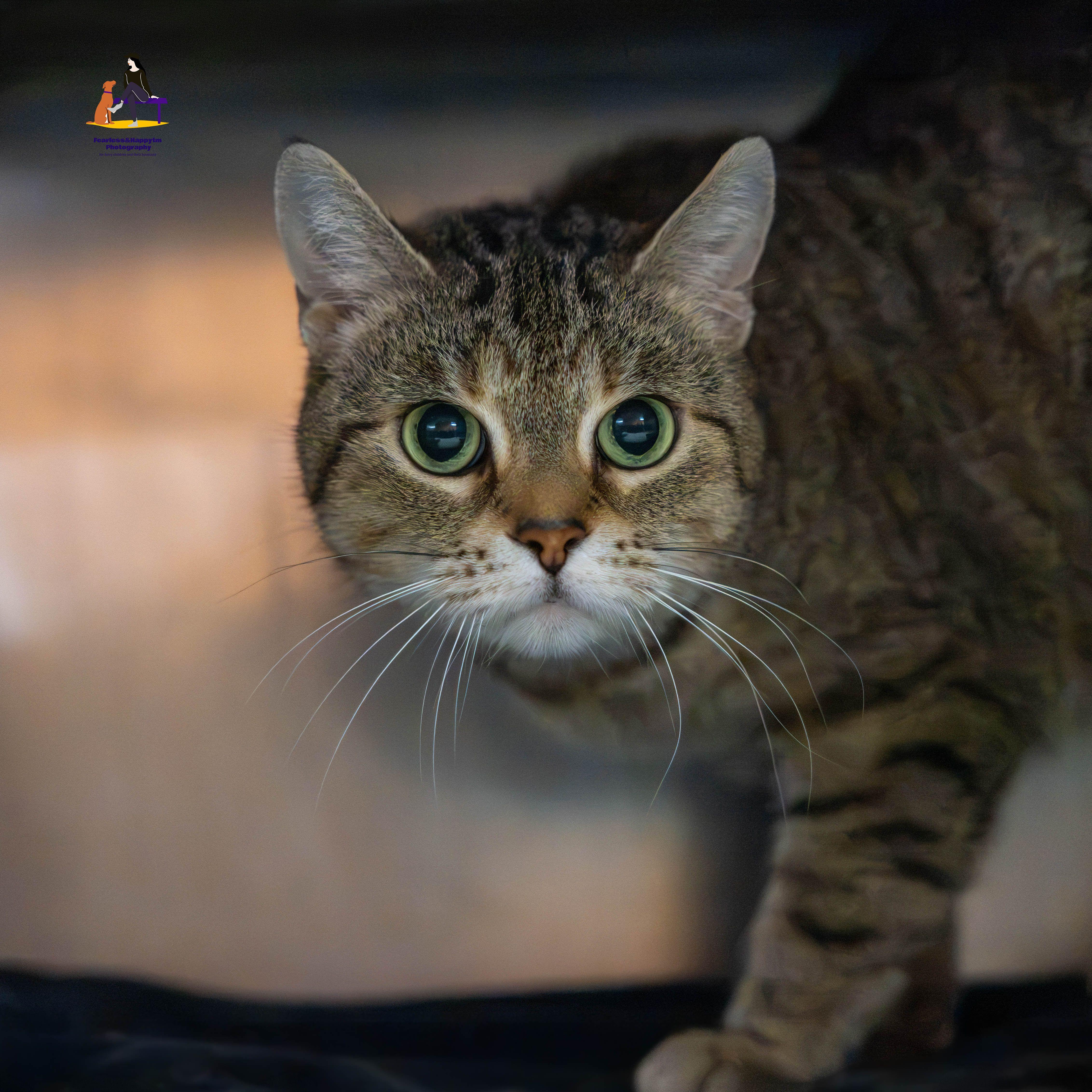 Enlarge Keola, a Adoptable Domestic Short Hair in Hamilton, ON image 4/6