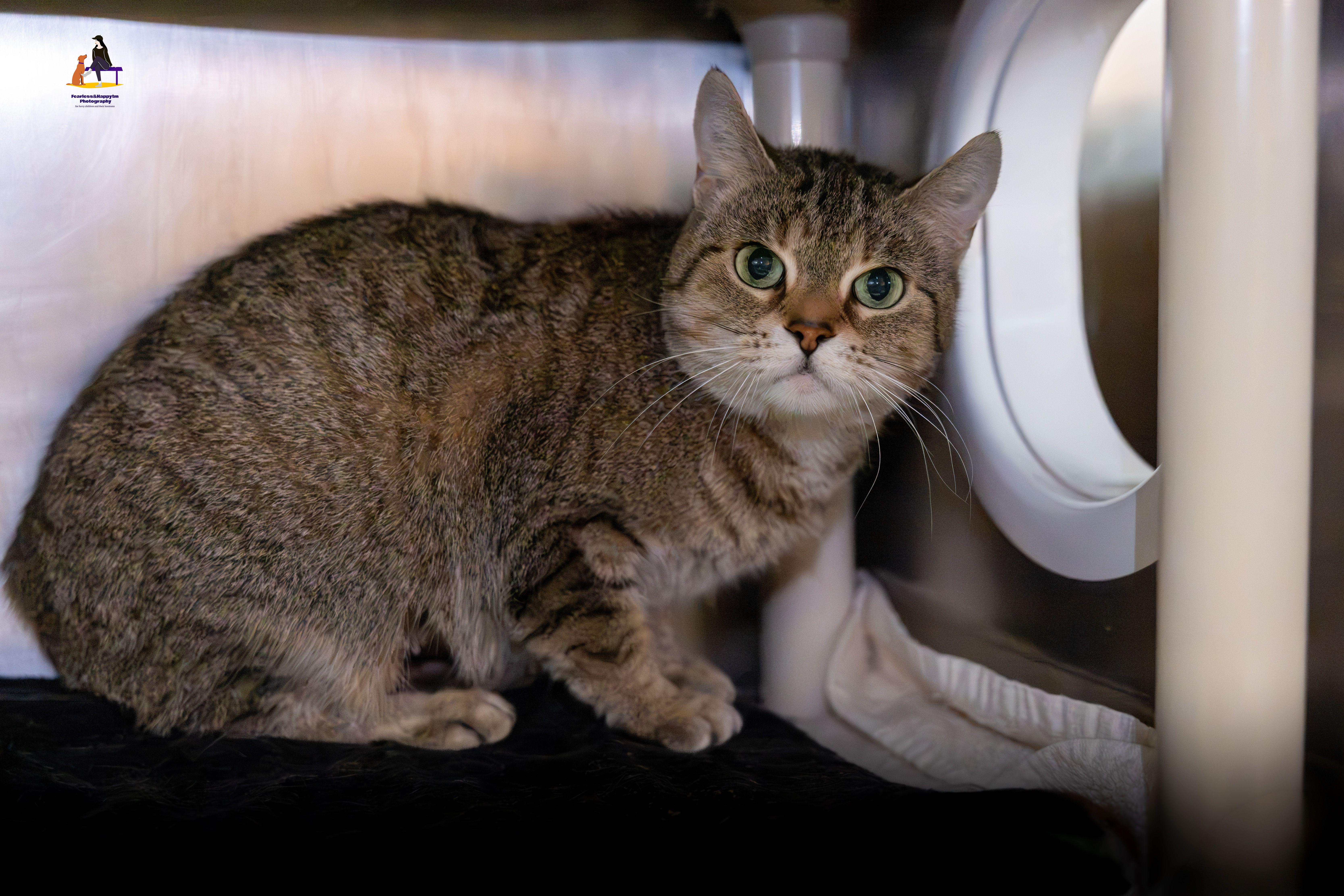Enlarge Keola, a Adoptable Domestic Short Hair in Hamilton, ON image 6/6