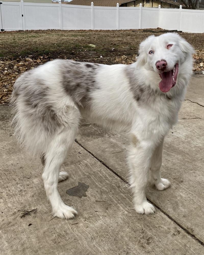 Titan, Adoptable, Young Male Australian Shepherd.