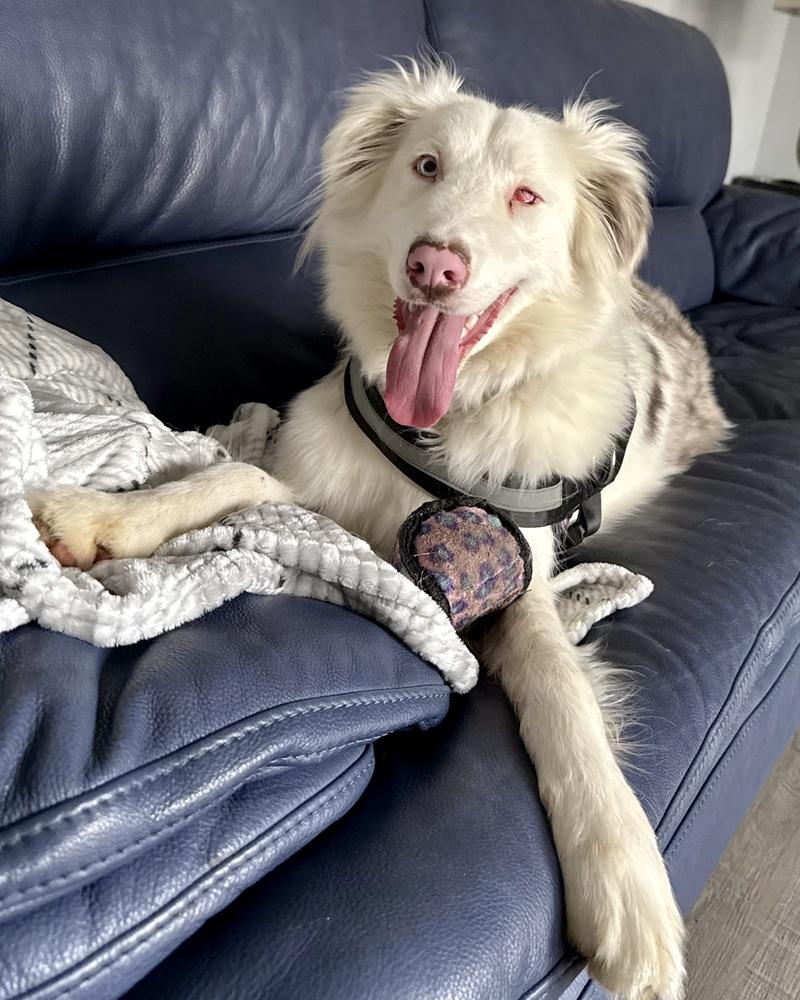 Enlarge Titan, a Adoptable Australian Shepherd in Troy, IL image 2/6