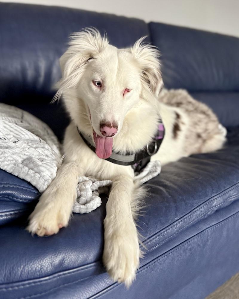 Enlarge Titan, a Adoptable Australian Shepherd in Troy, IL image 3/6