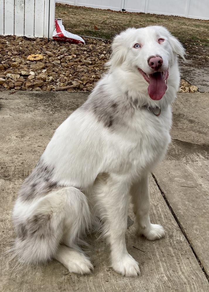 Enlarge Titan, a Adoptable Australian Shepherd in Troy, IL image 4/6