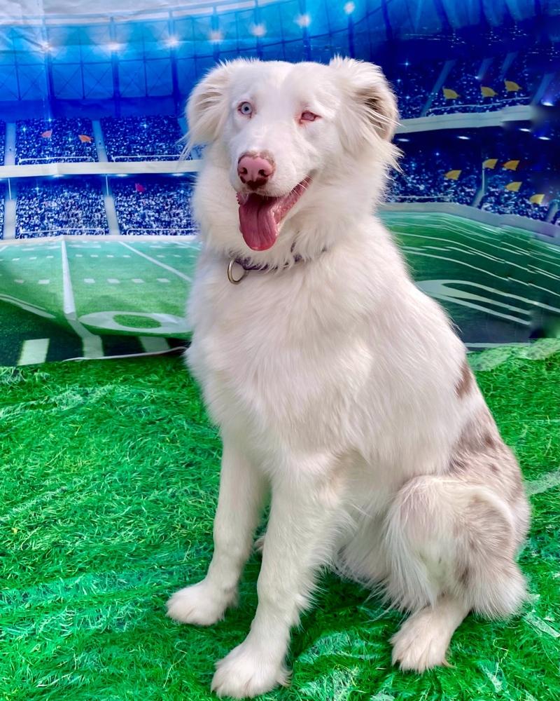 Enlarge Titan, a Adoptable Australian Shepherd in Troy, IL image 6/6