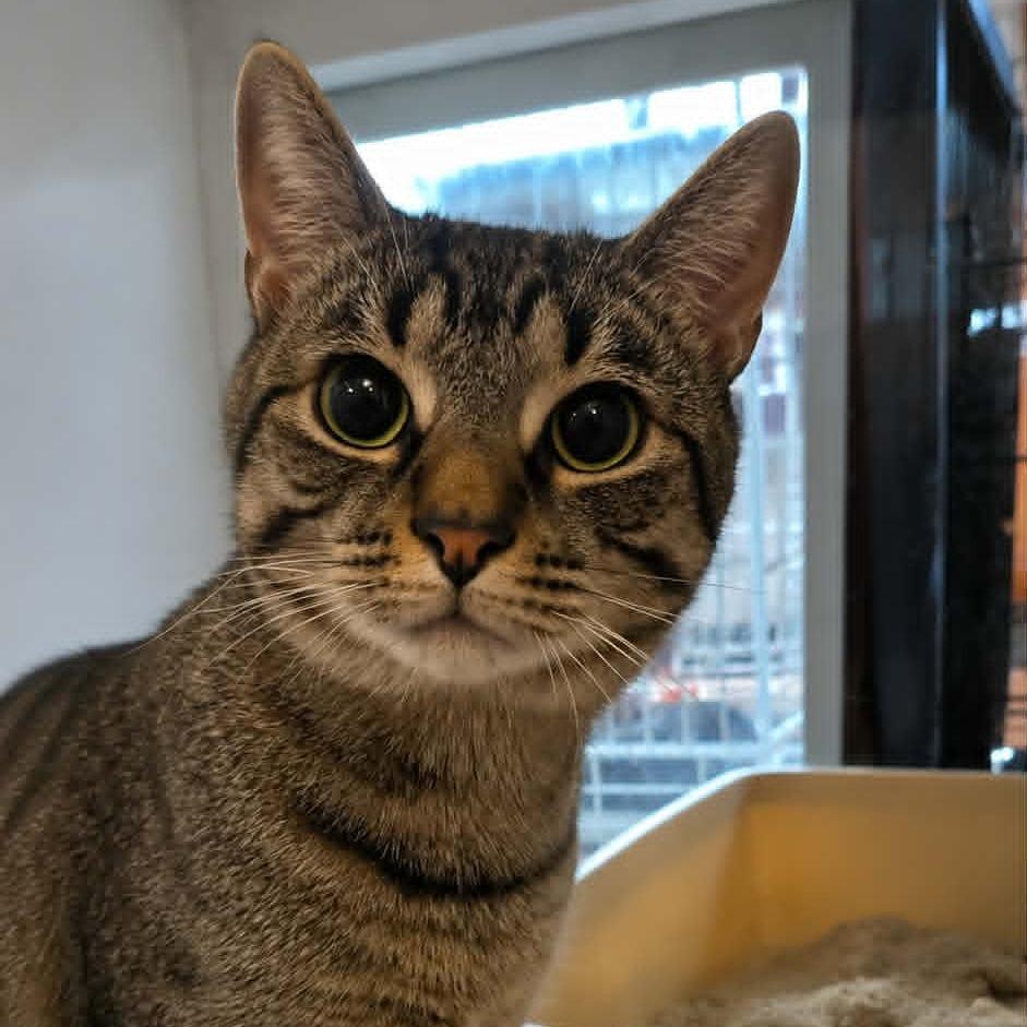 Enlarge Kudrow, a Adoptable Domestic Short Hair in Salisbury, MA image 1/1