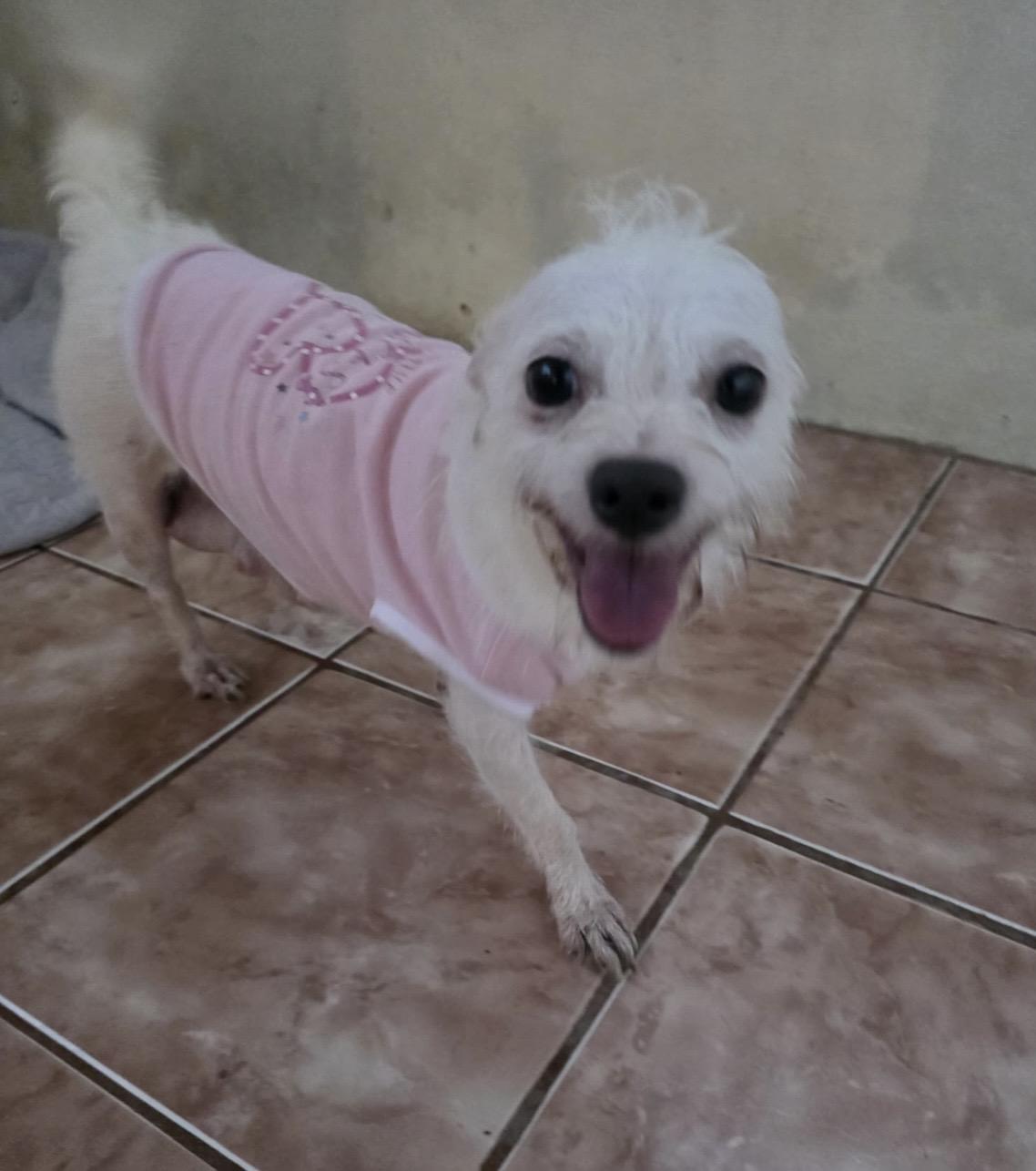 Leila, Adopted, Adult Female Chihuahua & Terrier.