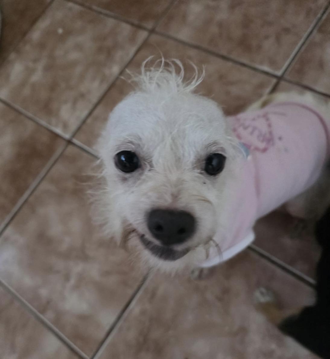 Enlarge Leila, a Adopted mixed breed in Virginia Beach, VA image 2/3