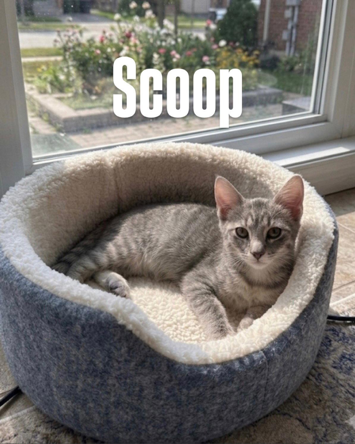 Scoop, Adoptable, Kitten Male Tabby.