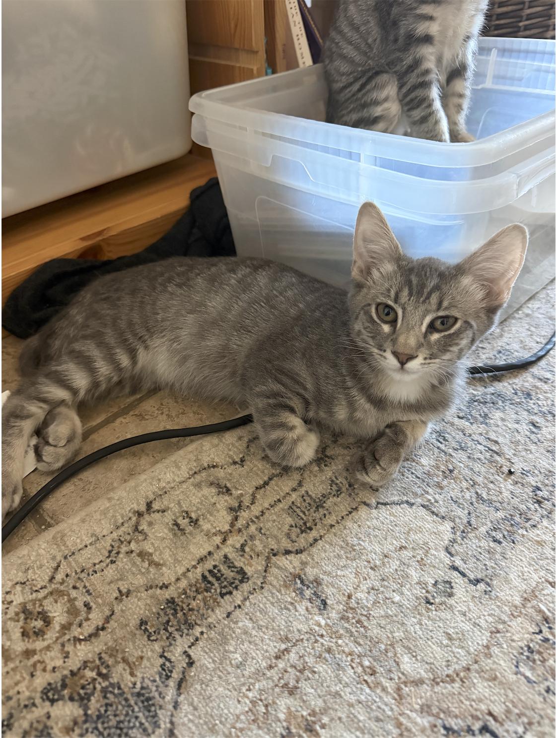 Scoop, a Adoptable Tabby in Chandler, AZ image 2/2