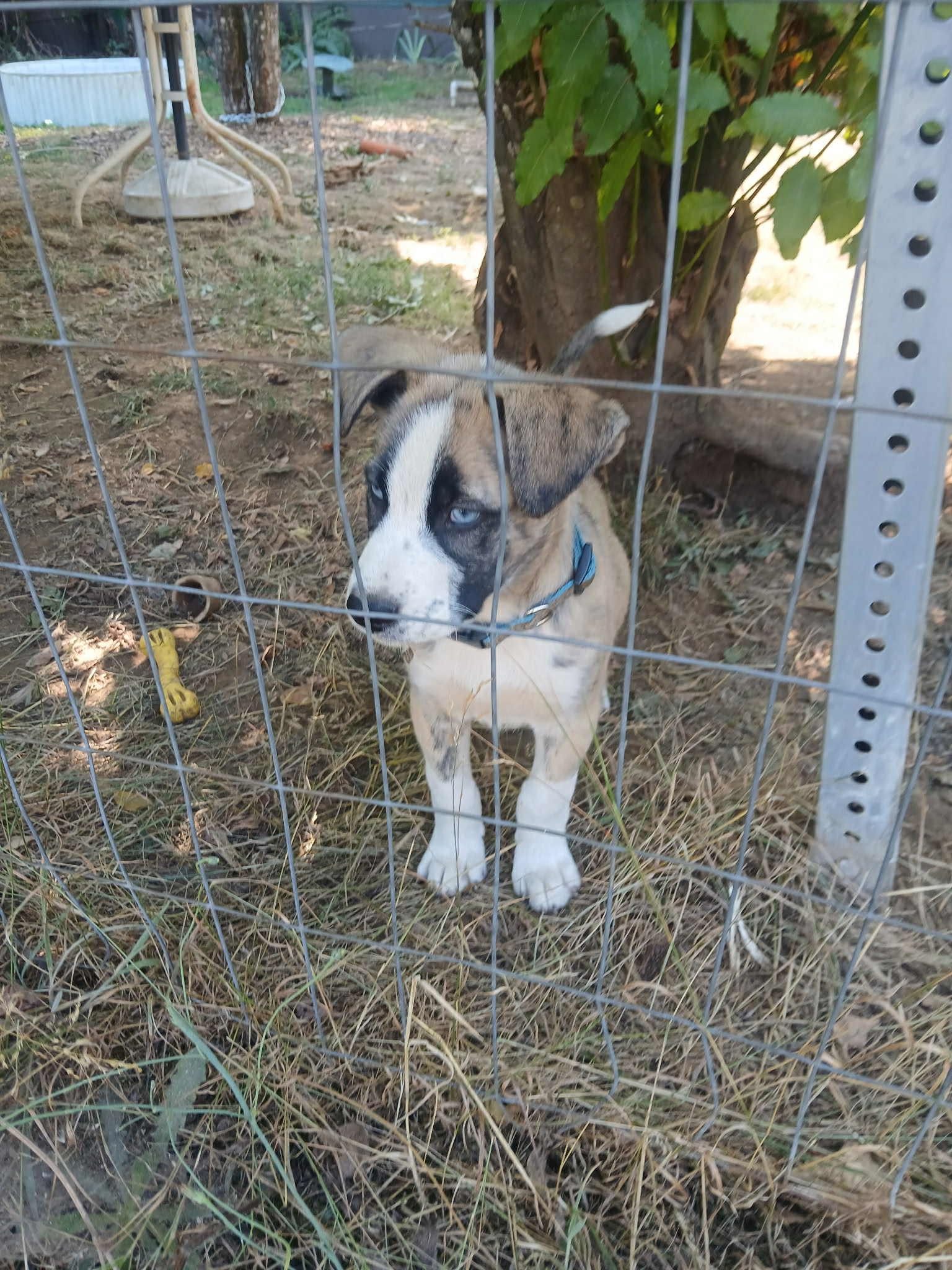 Enlarge Thor – 3-Month-Old Brindled Husky Mix with Striking Blue Eyes, a Adopted mixed breed in Missoula, MT image 4/5