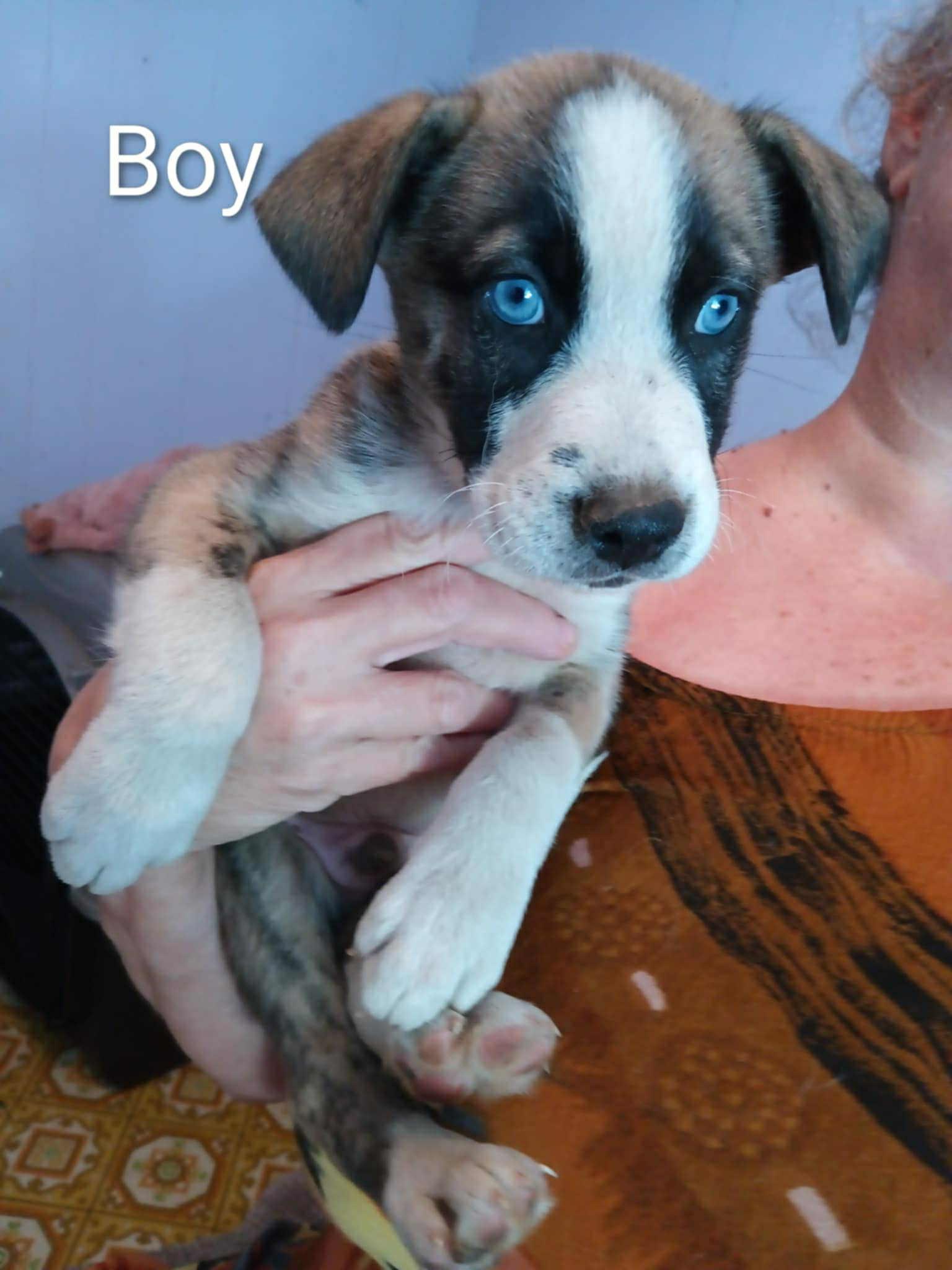Enlarge Thor – 3-Month-Old Brindled Husky Mix with Striking Blue Eyes, a Adopted mixed breed in Missoula, MT image 2/5