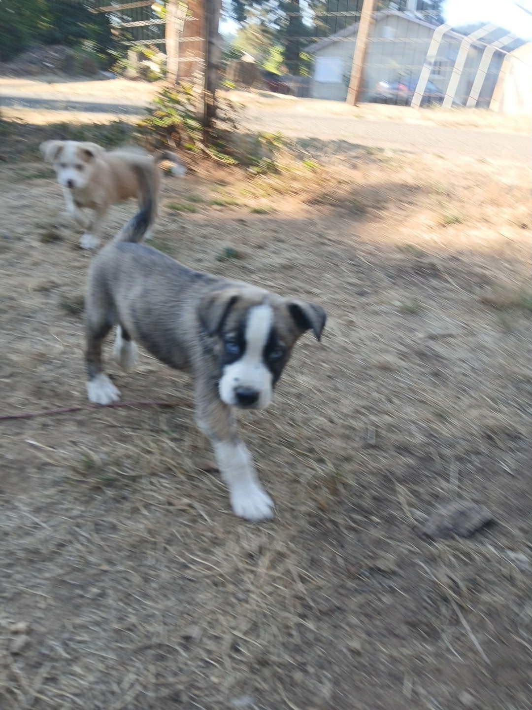 Enlarge Thor – 3-Month-Old Brindled Husky Mix with Striking Blue Eyes, a Adopted mixed breed in Missoula, MT image 5/5