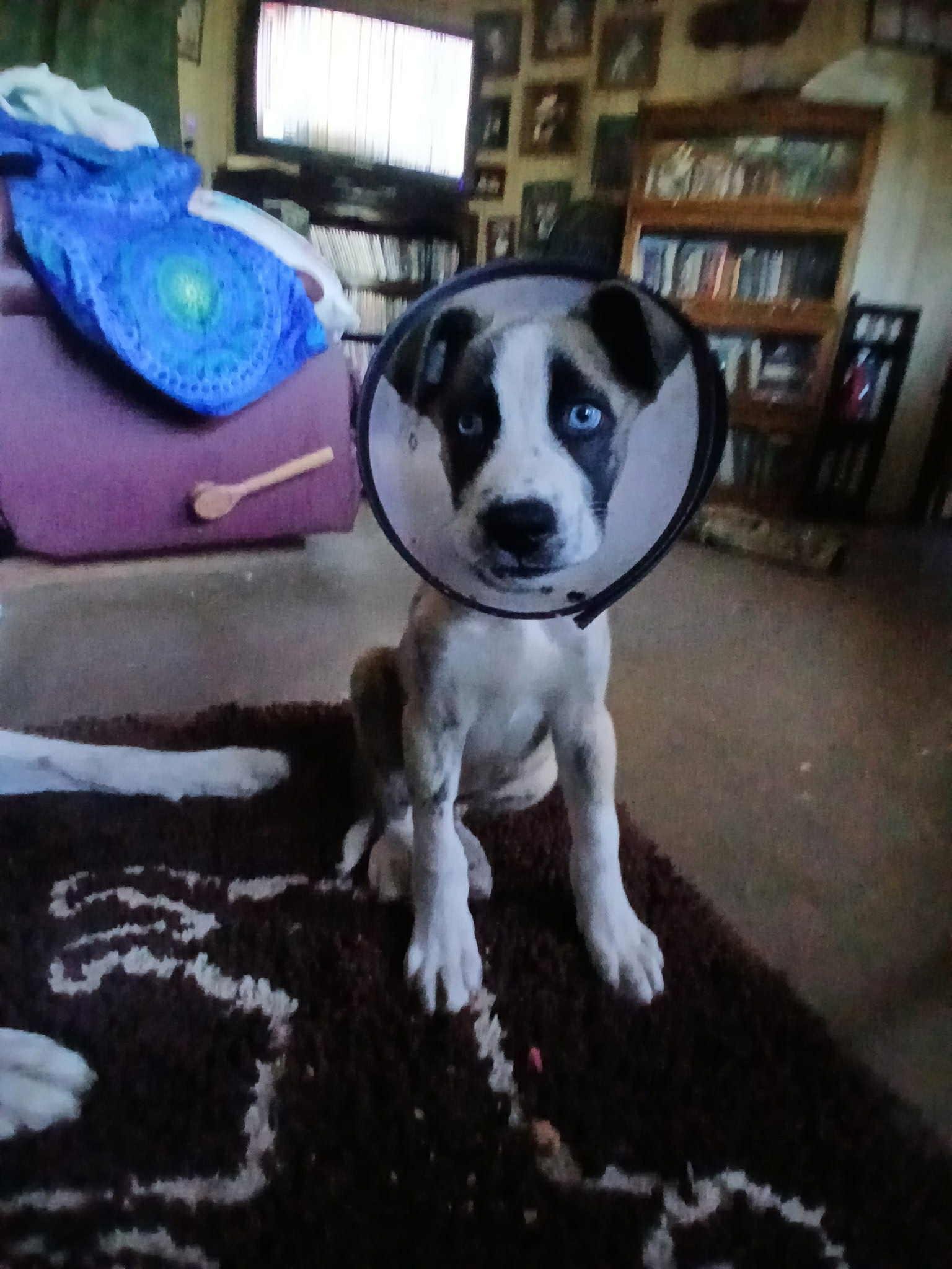 Thor – 3-Month-Old Brindled Husky Mix with Striking Blue Eyes, Adopted, Puppy Male Siberian Husky.