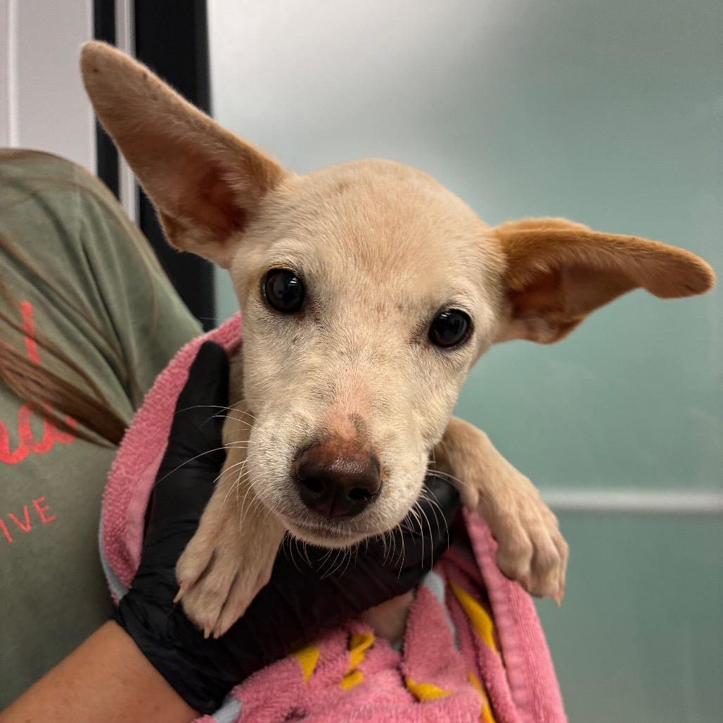 Suki, Adoptable, Young Female Mixed Breed.