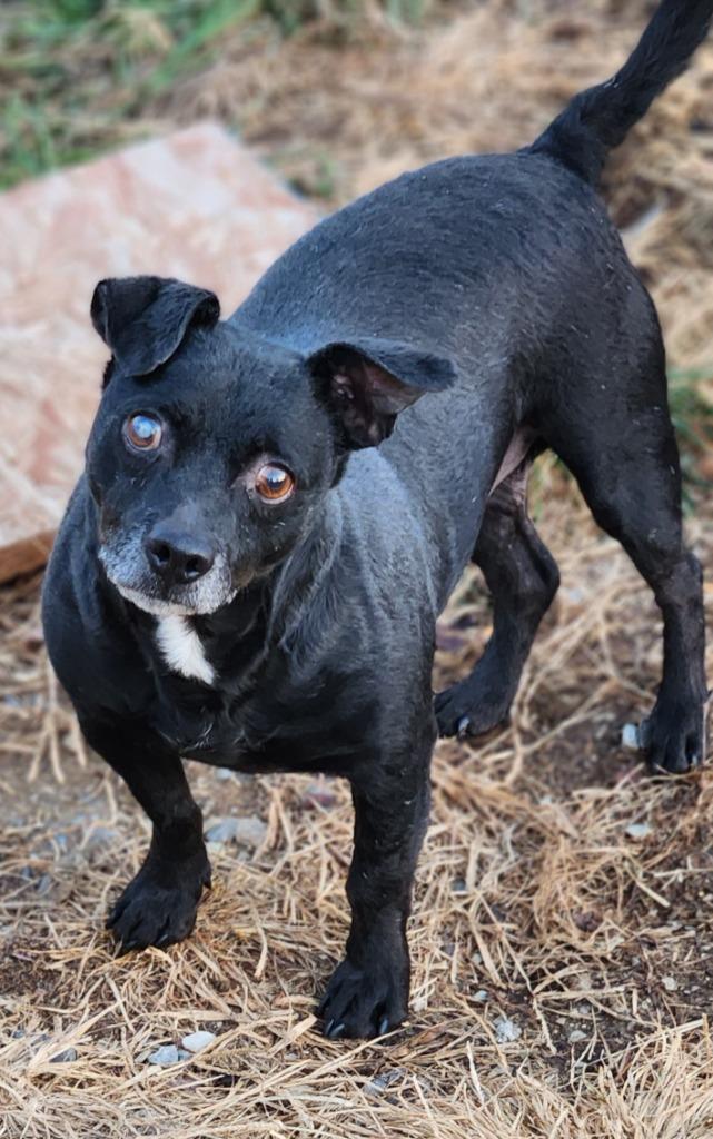 Sammy, Adoptable, Senior Male Terrier.