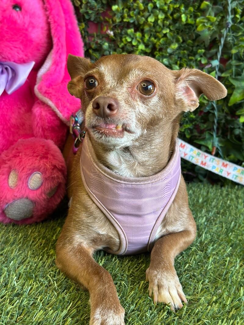 Bruce Willis, Adoptable, Senior Male Chihuahua & Mixed Breed.