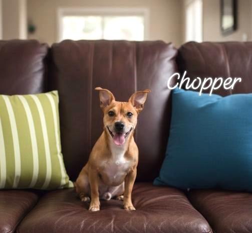 Enlarge Chopper, an adopted mixed breed in Lakeland, FL image 3/6