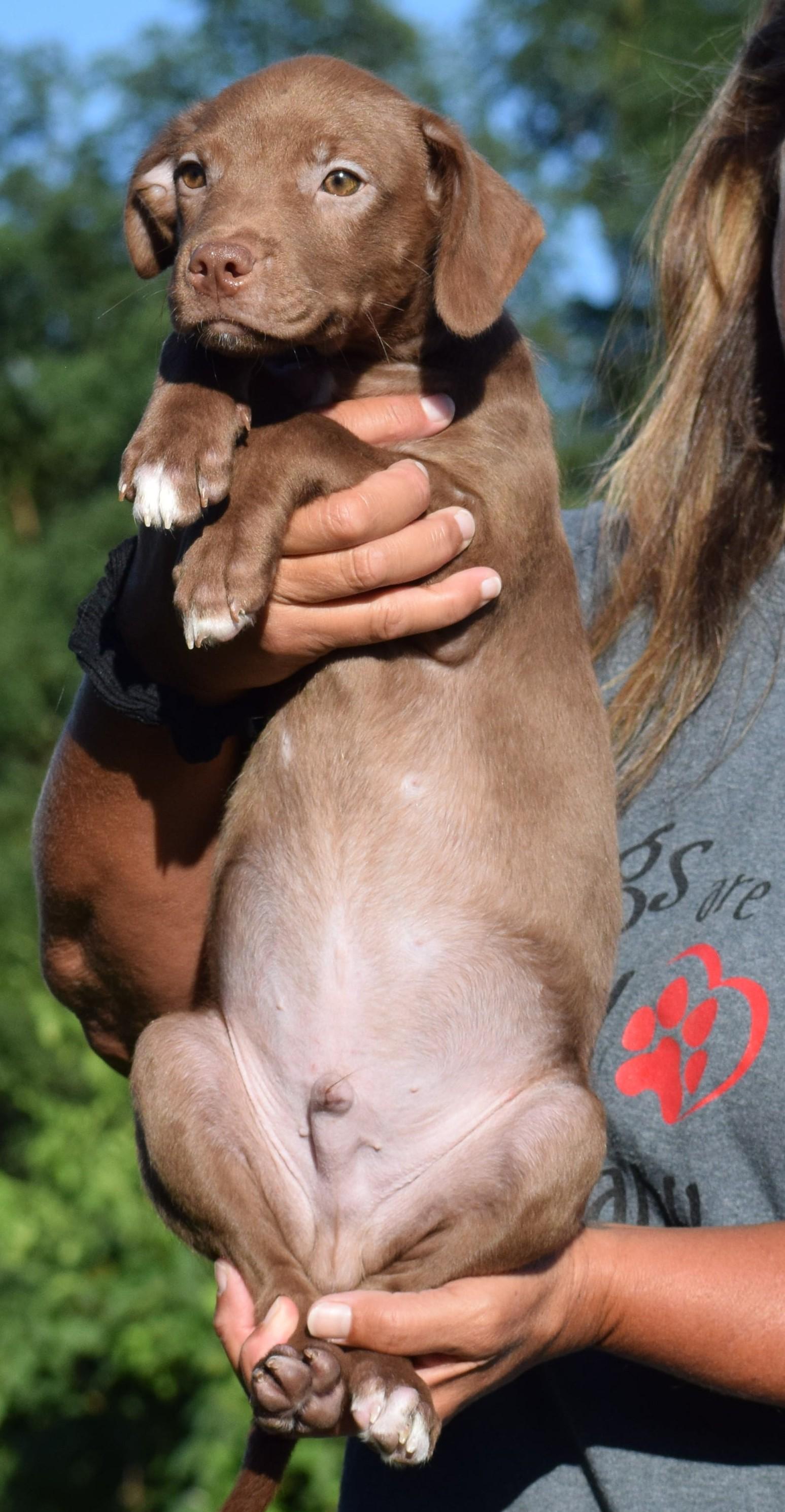 Enlarge Monty-Available www.lhar.dog to apply, a Adoptable mixed breed in Frederick, MD image 5/6