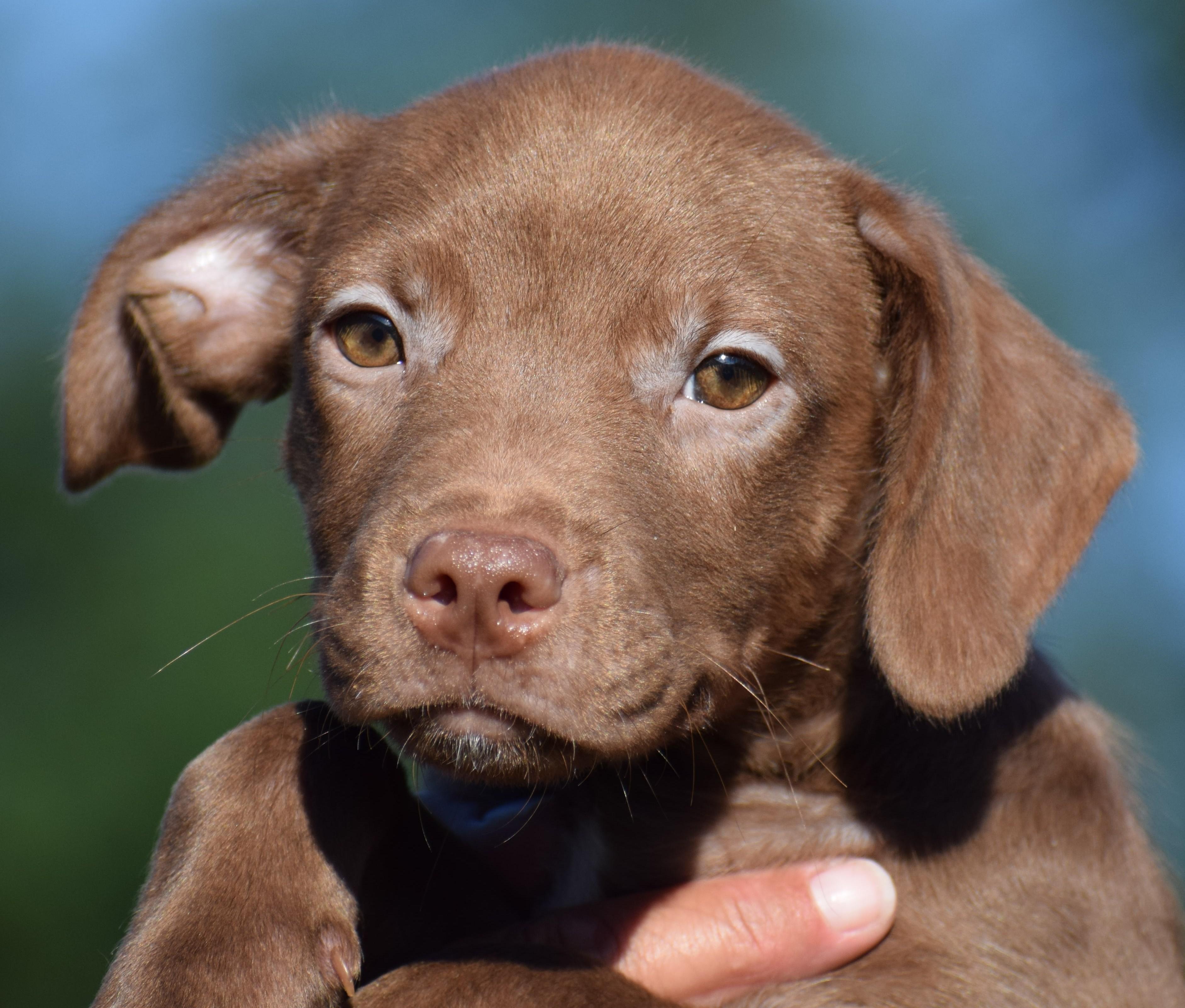 Monty-Available www.lhar.dog to apply, Adoptable, Puppy Male Wirehaired Terrier & Cattle Dog.