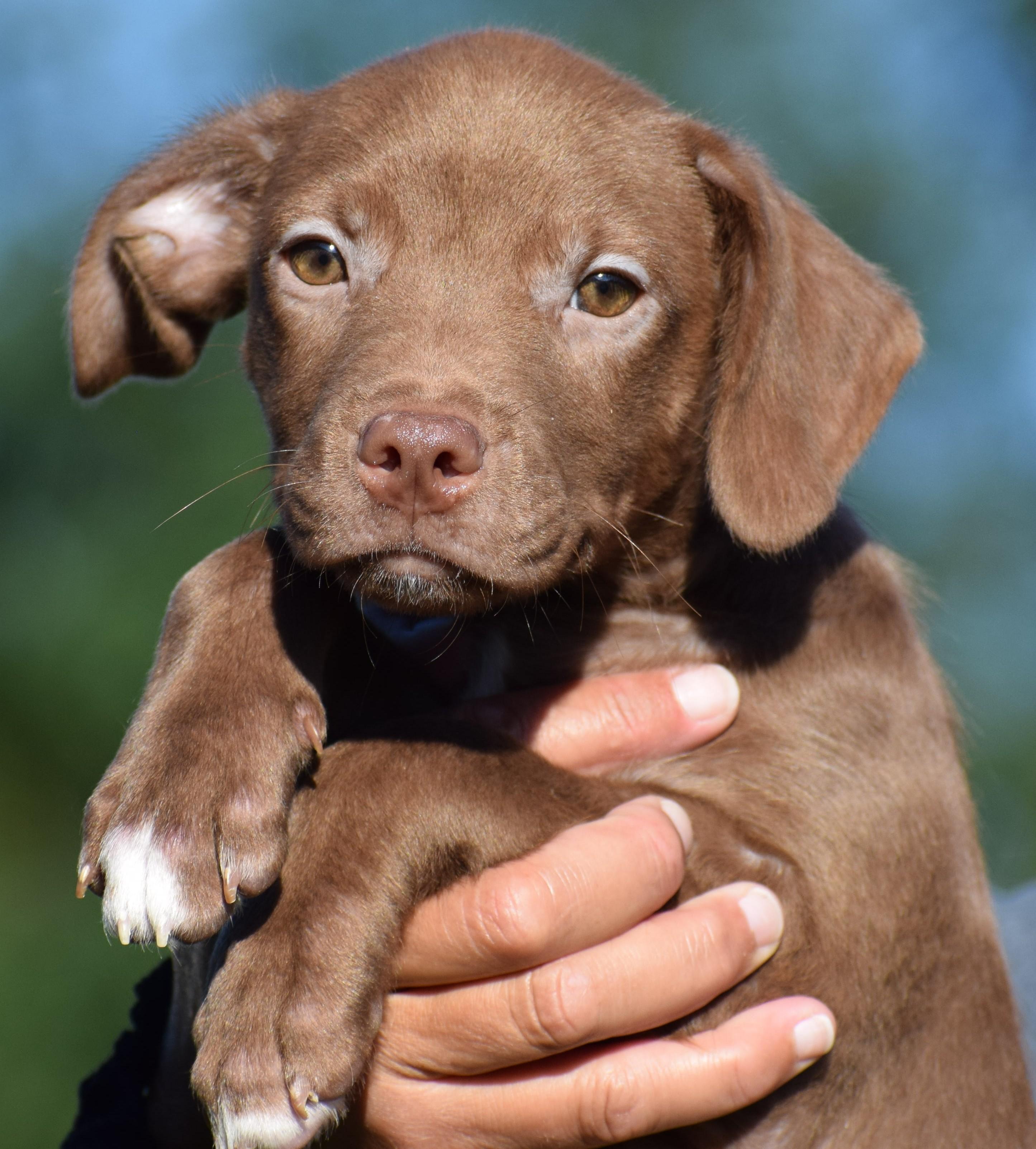 Enlarge Monty-Available www.lhar.dog to apply, a Adoptable mixed breed in Frederick, MD image 4/6