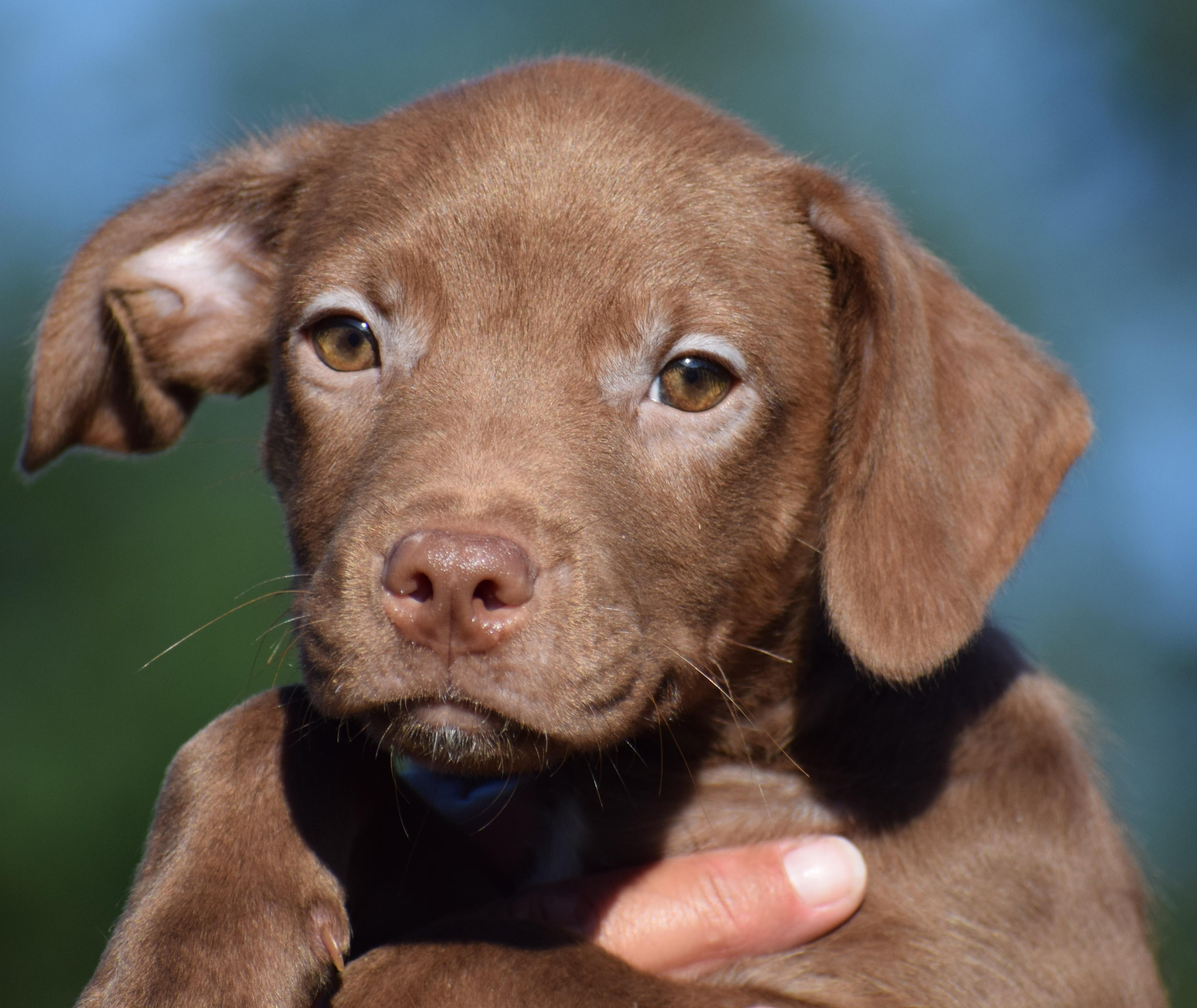 Enlarge Monty-Available www.lhar.dog to apply, a Adoptable mixed breed in Frederick, MD image 2/6
