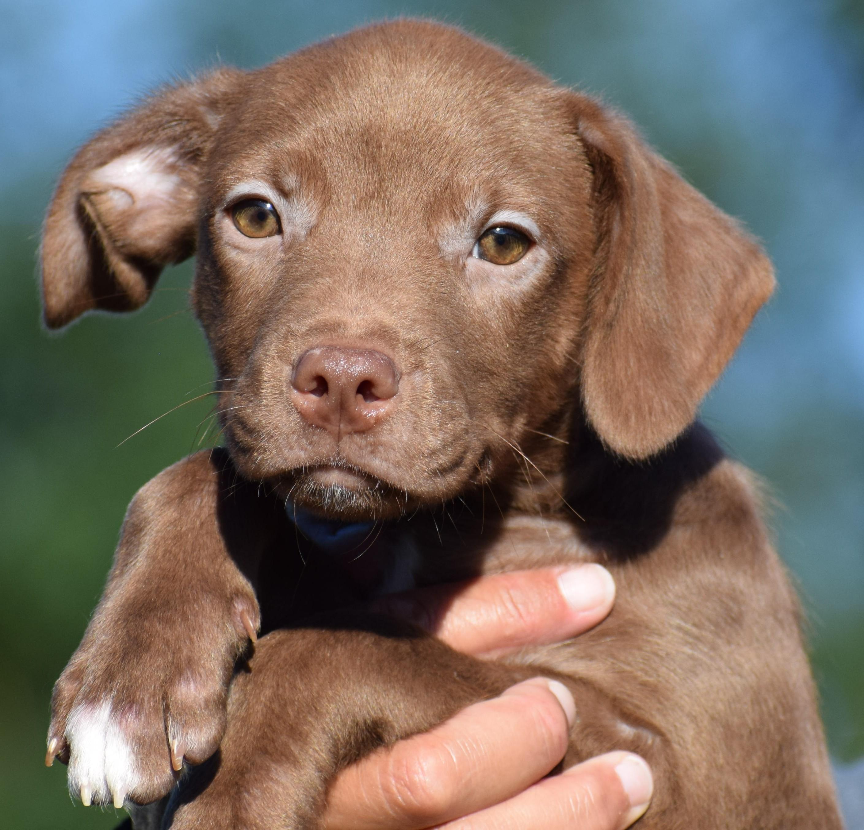 Enlarge Monty-Available www.lhar.dog to apply, a Adoptable mixed breed in Frederick, MD image 3/6