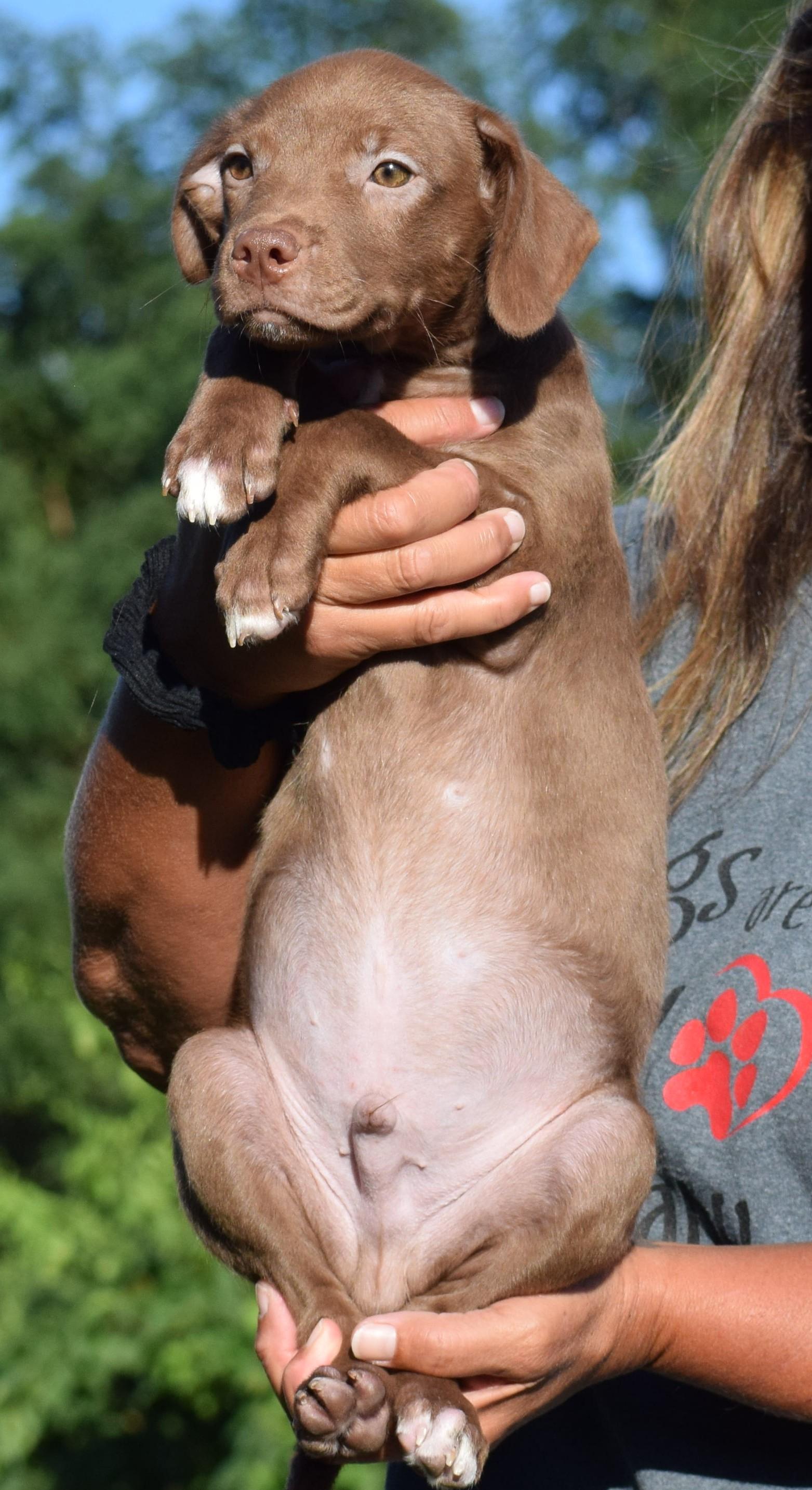Enlarge Monty-Available www.lhar.dog to apply, a Adoptable mixed breed in Frederick, MD image 6/6