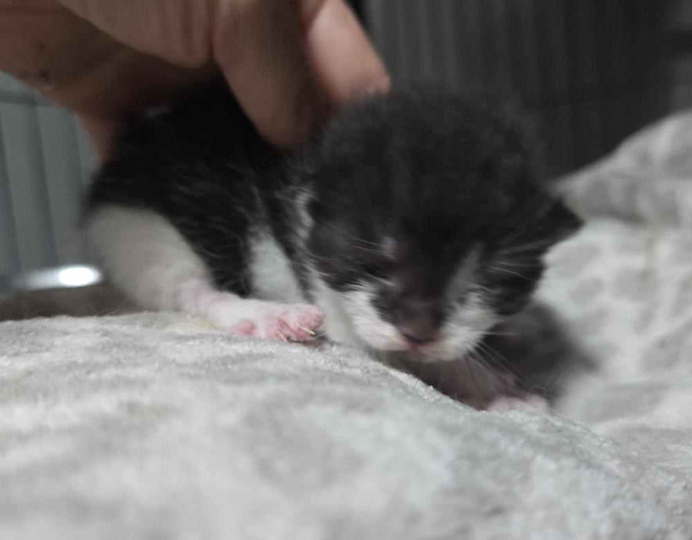 Sheik, Adoptable, Young Male Domestic Short Hair.