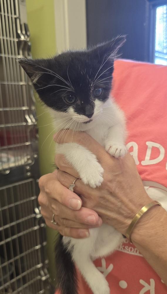 Enlarge Sheik, a Adoptable mixed breed in Dickson, TN image 2/5