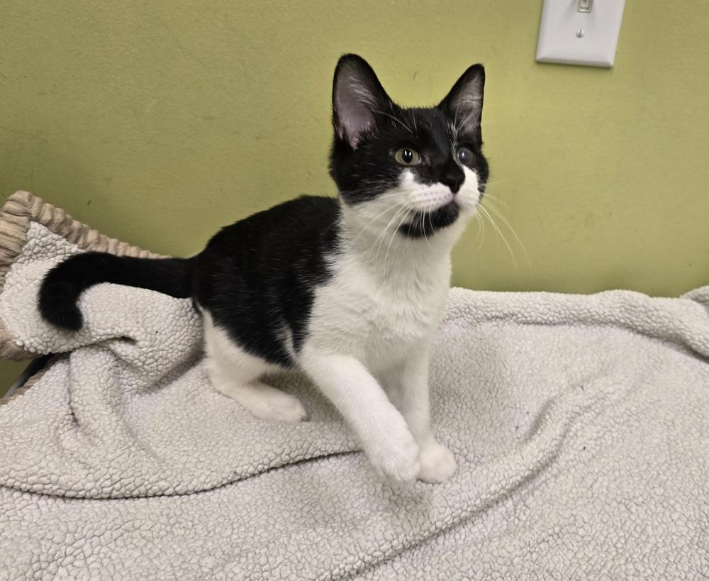 Enlarge Sheik, a Adoptable mixed breed in Dickson, TN image 3/5