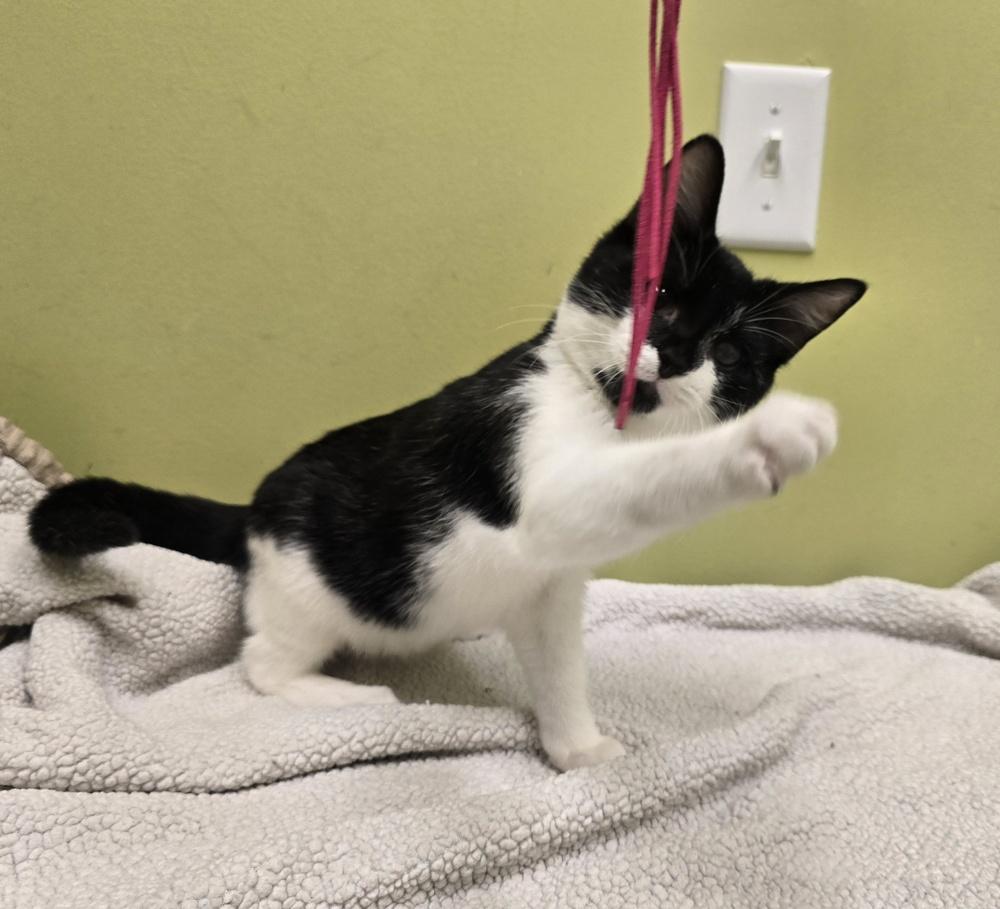 Enlarge Sheik, a Adoptable mixed breed in Dickson, TN image 4/5