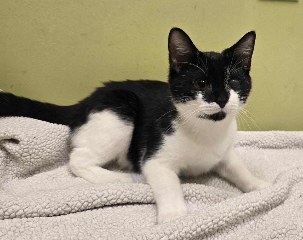 Enlarge Sheik, a Adoptable mixed breed in Dickson, TN image 5/5