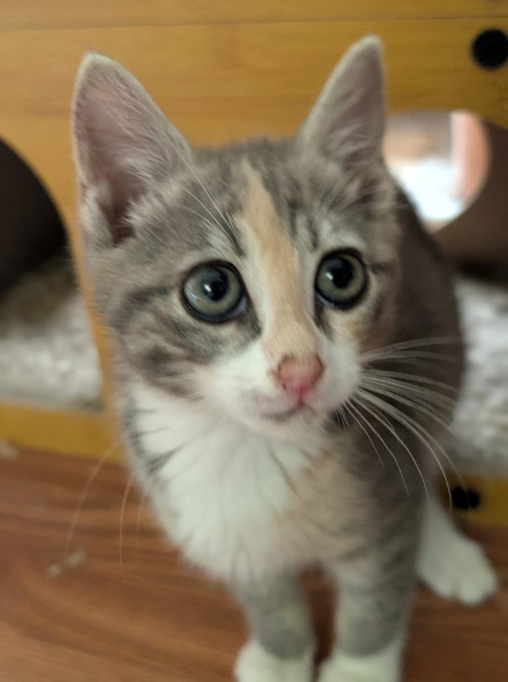 Zoey, ADOPTABLE, Kitten Female Dilute Calico.