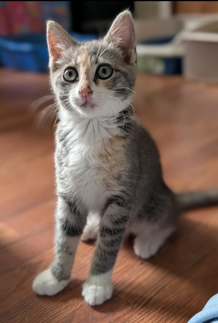 Enlarge Zoey, a ADOPTABLE Dilute Calico in Granite Falls, NC image 6/6