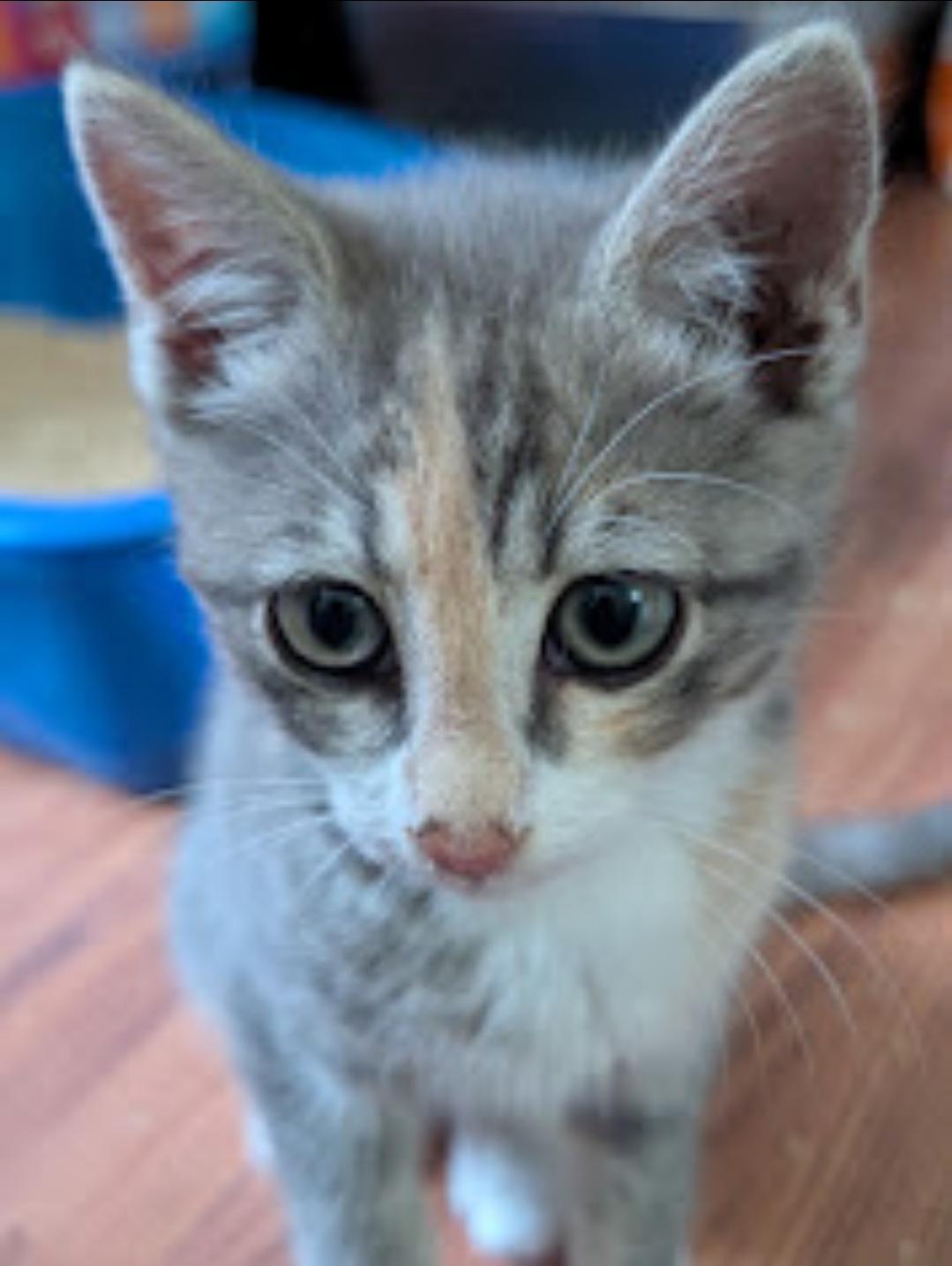 Enlarge Zoey, a ADOPTABLE Dilute Calico in Granite Falls, NC image 3/6