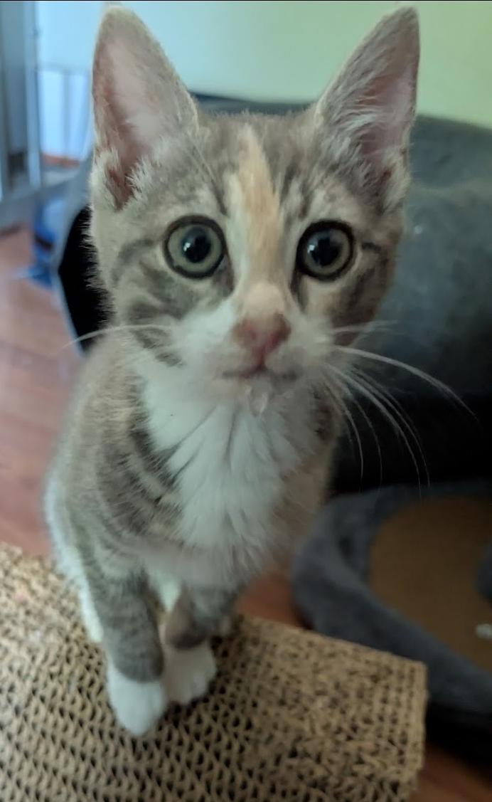 Enlarge Zoey, a ADOPTABLE Dilute Calico in Granite Falls, NC image 5/6