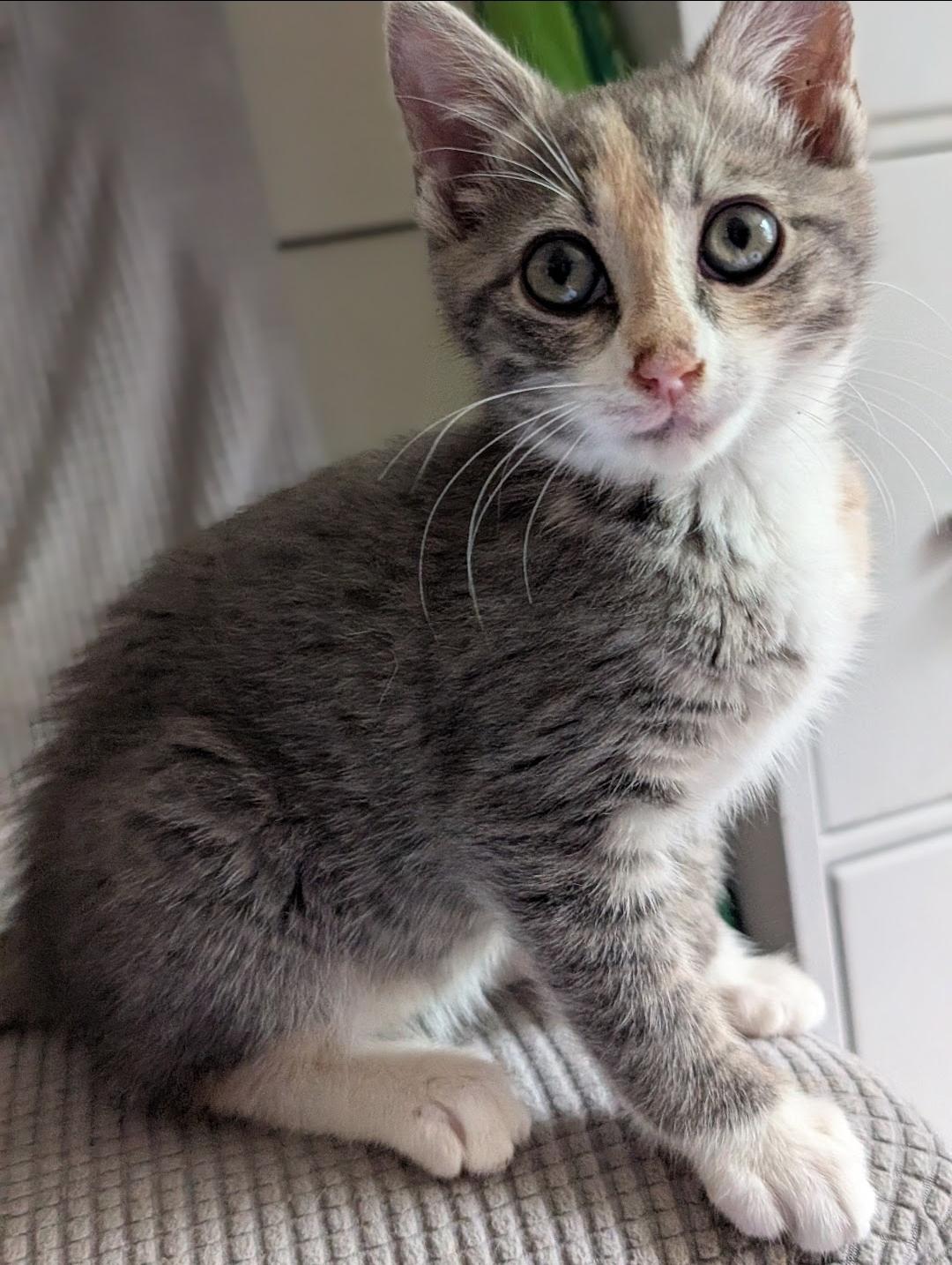 Enlarge Zoey, a ADOPTABLE Dilute Calico in Granite Falls, NC image 2/6