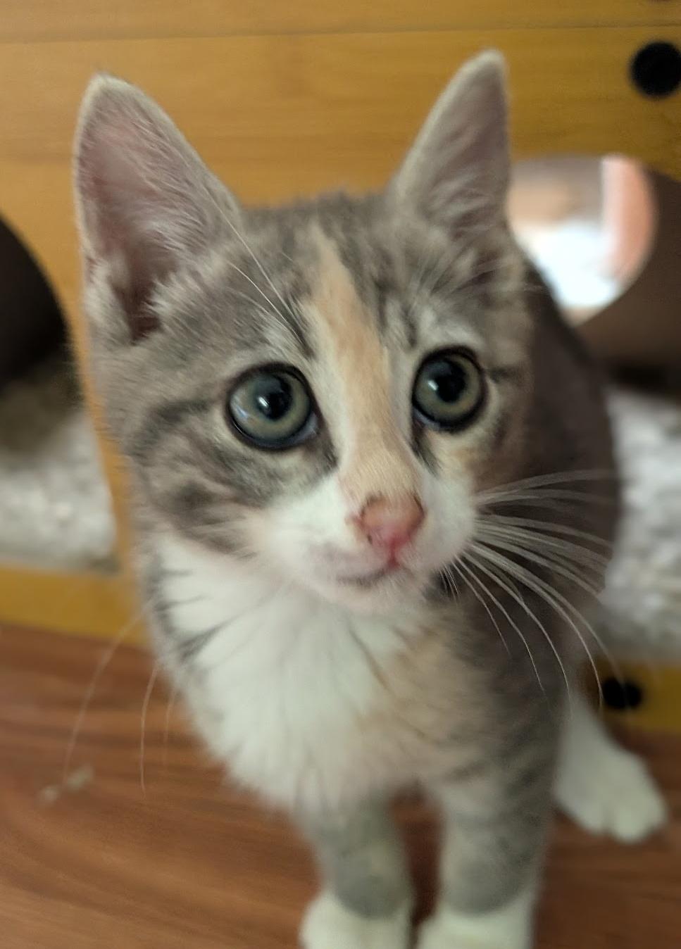 Enlarge Zoey, a ADOPTABLE Dilute Calico in Granite Falls, NC image 4/6