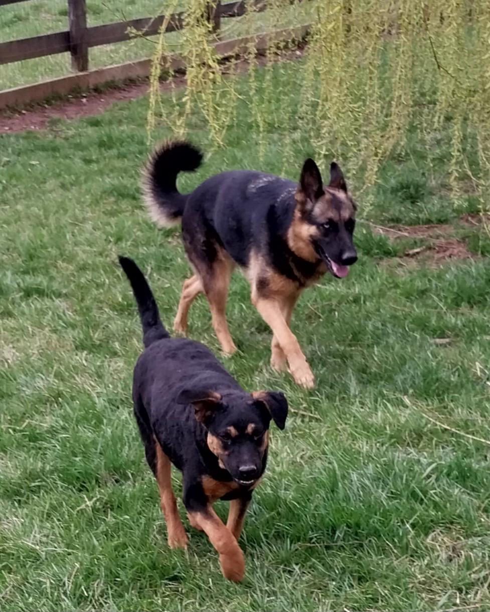 Letti, a Adoptable mixed breed in Littlestown, PA image 2/6