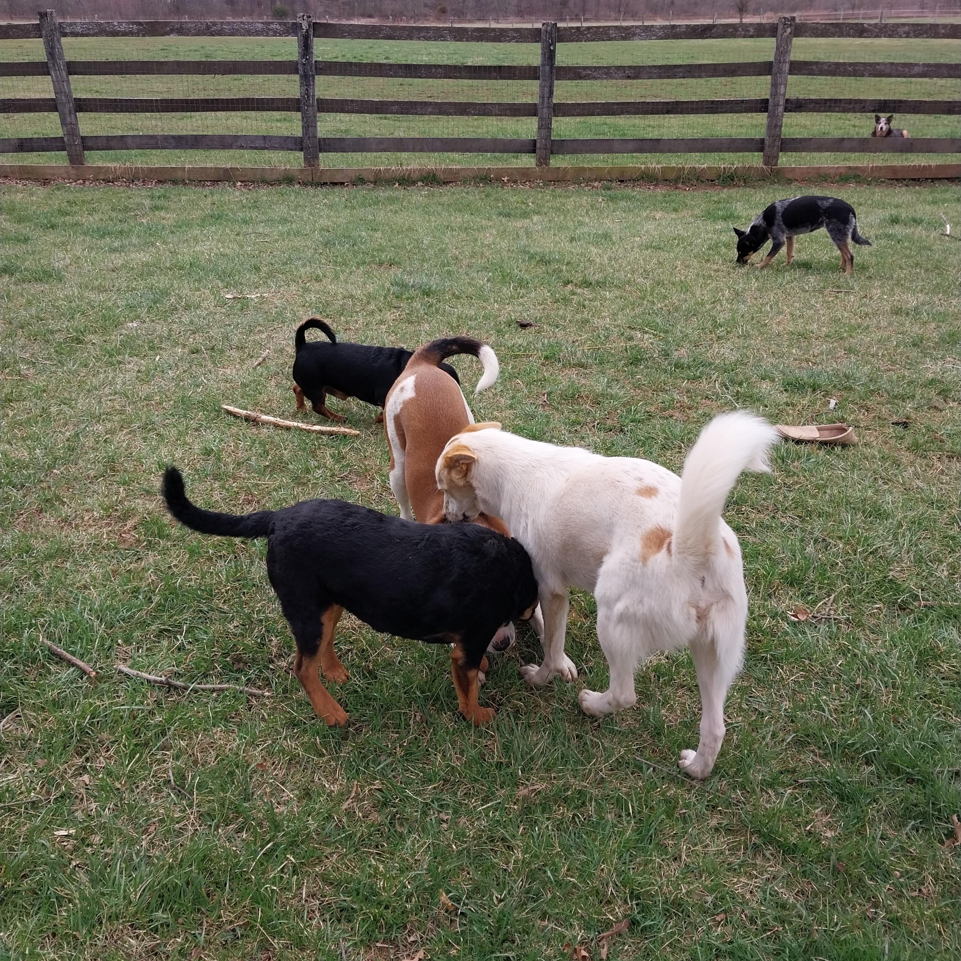 Letti, a Adoptable mixed breed in Littlestown, PA image 4/6