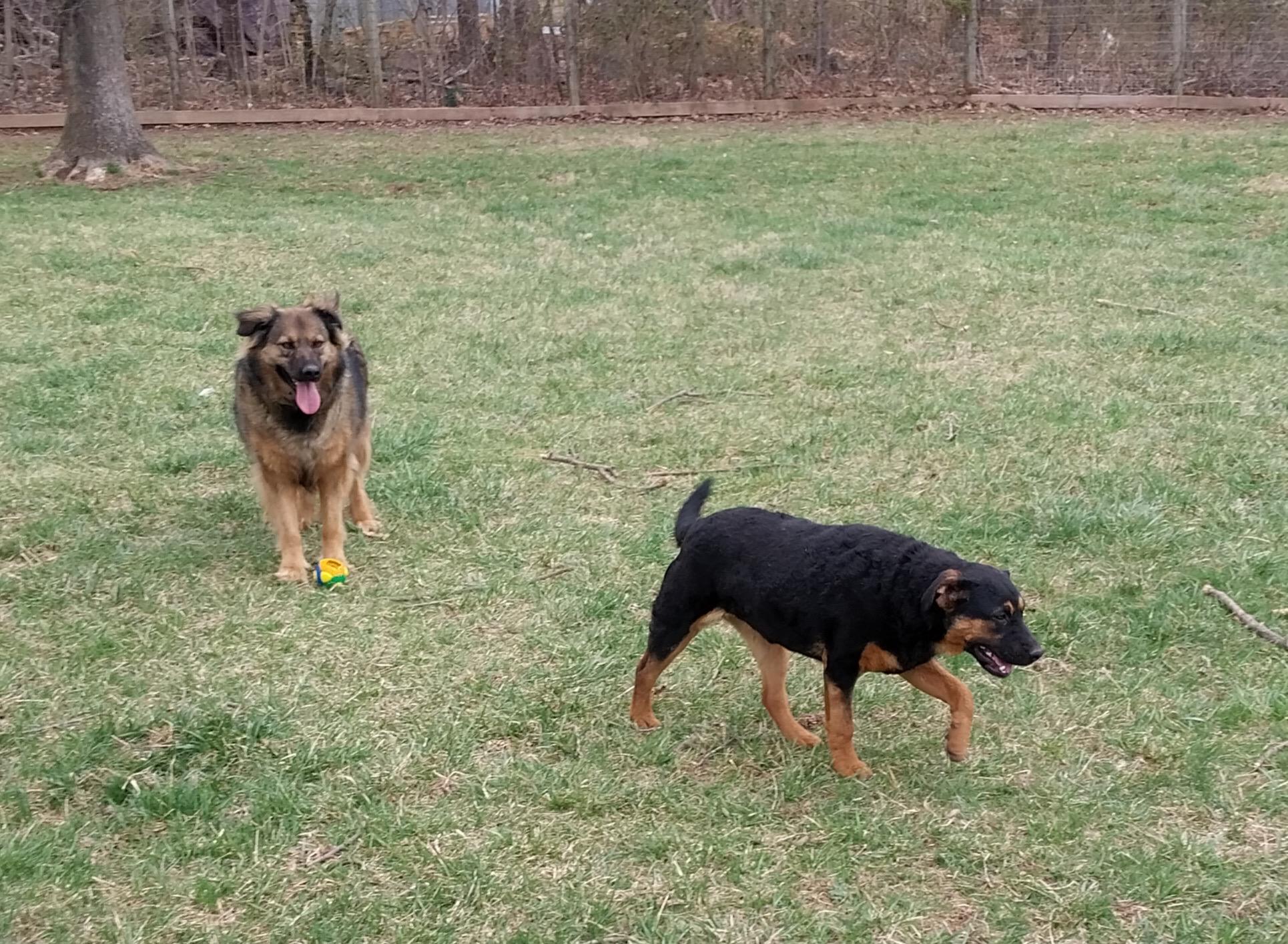 Letti, a Adoptable mixed breed in Littlestown, PA image 6/6