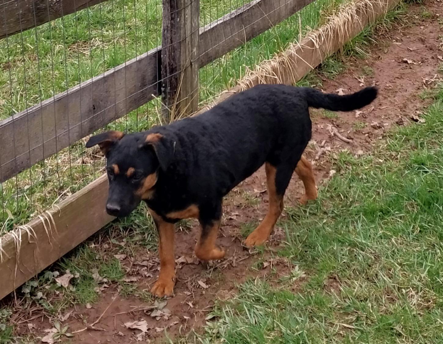 Letti, a Adoptable mixed breed in Littlestown, PA image 1/6