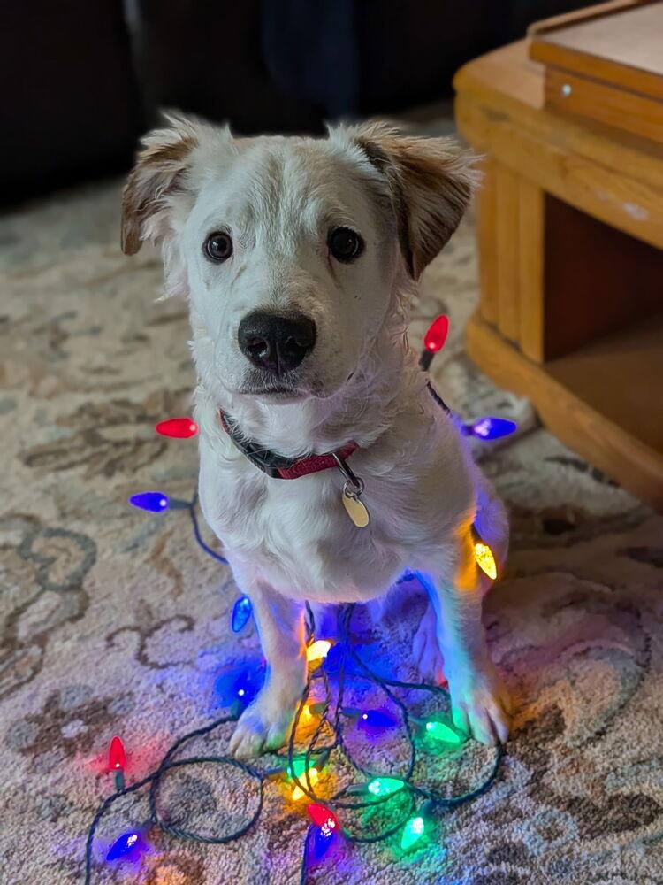 Ross, Adoptable, Puppy Male Australian Cattle Dog / Blue Heeler & Great Pyrenees.